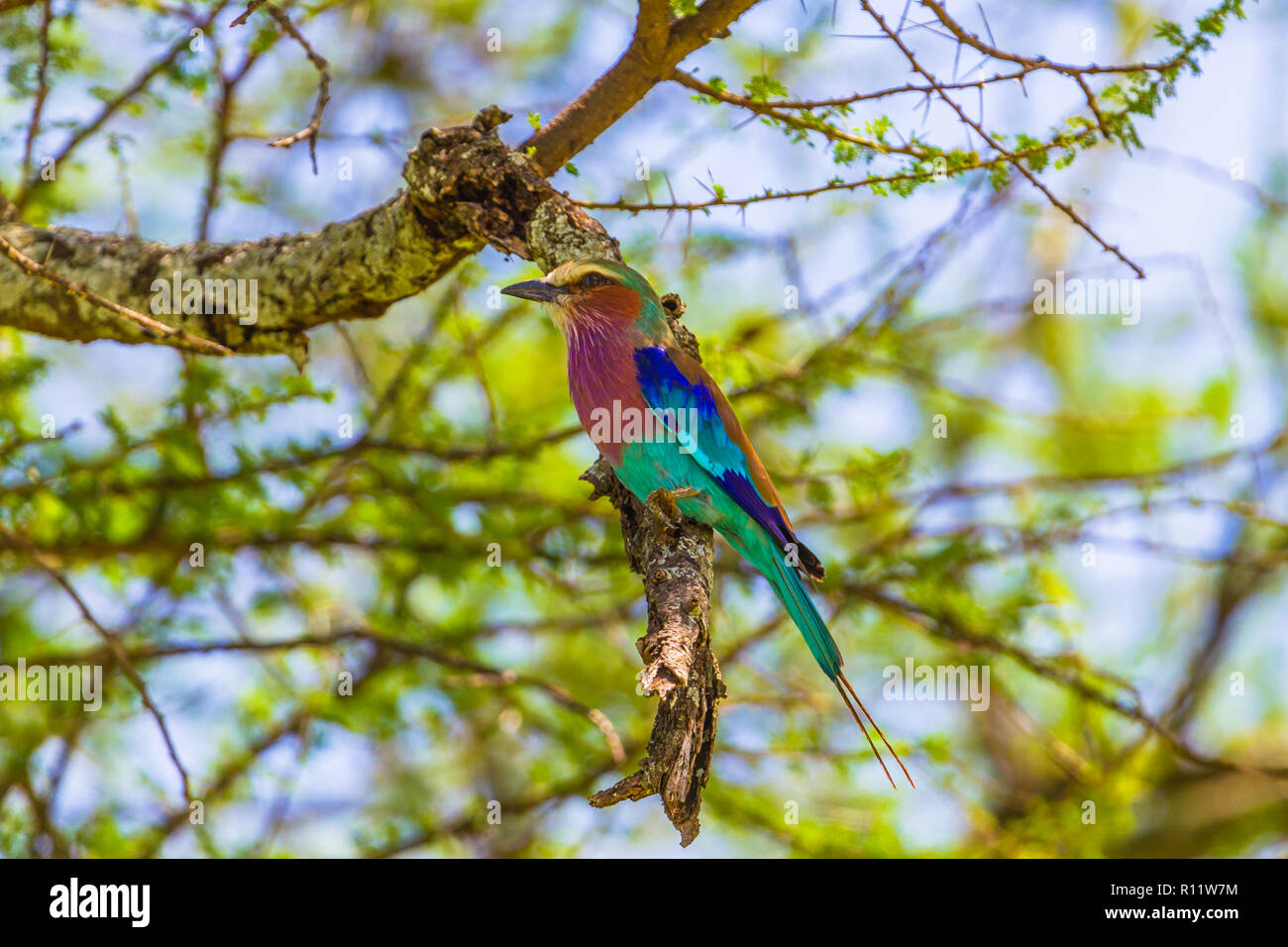 Lilac-breasted Roller. Tarangire Nationalpark, Tansania. Stockfoto