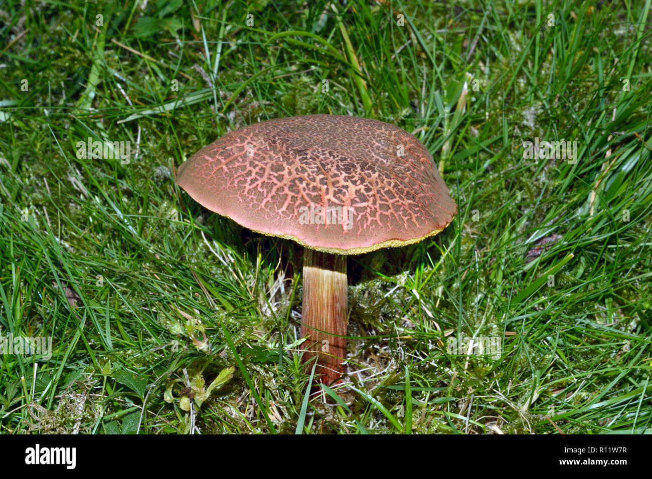 Xerocomellus chrysenteron ist ein essbarer Pilz in Laub- und Nadelwäldern in den nördlichen gemäßigten Zonen gefunden. Stockfoto