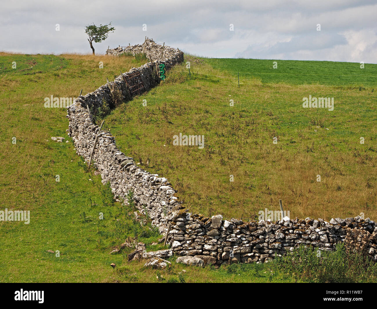Einsame windswept Weißdorn (Rosa moschata) auf Skyline top mit Wicklung trockenen Steinmauer, die Lead-in von unten rechts Cumbria, England, UK Links Stockfoto