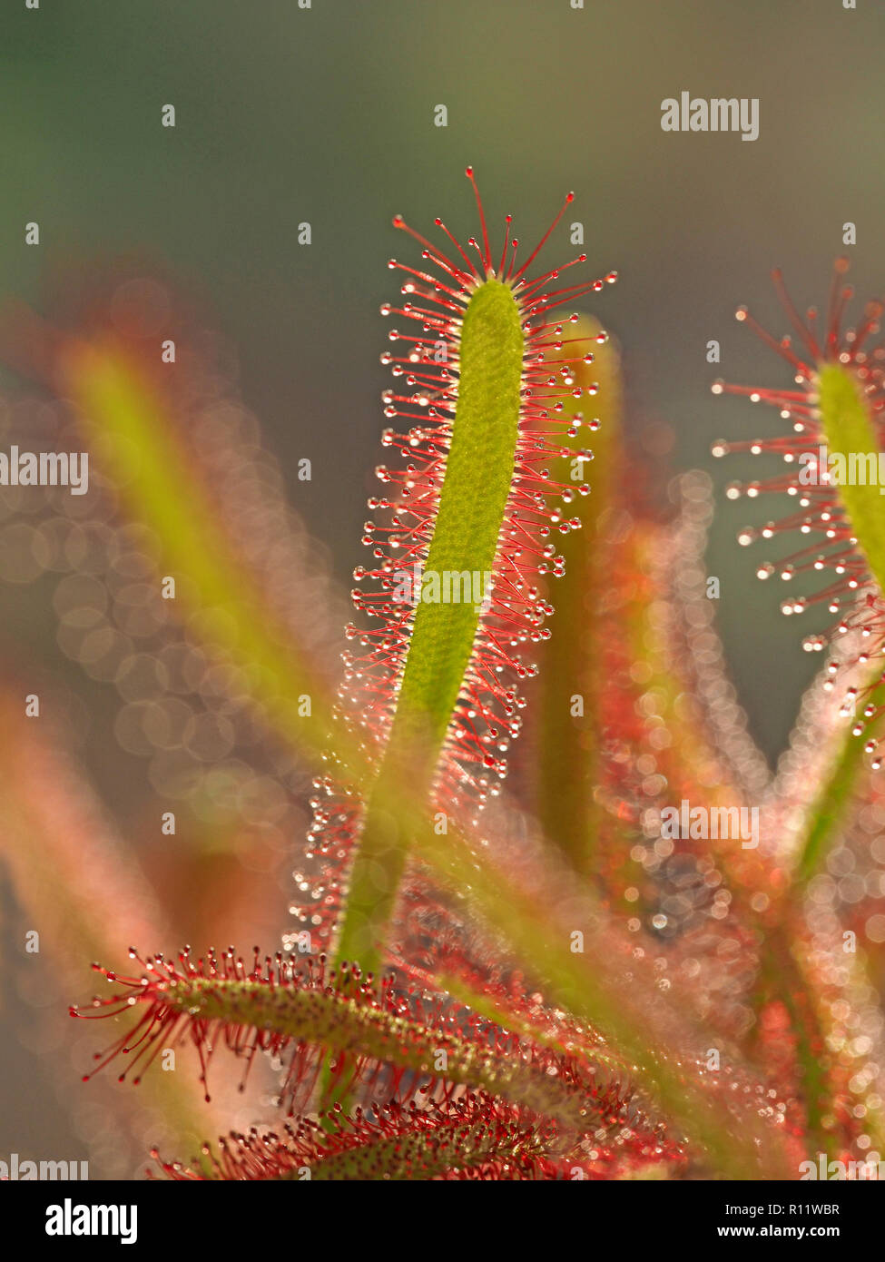 Blätter der fleischfressenden Pflanze Kap Sonnentau (Drosera capensis) mit glutenhaltigen klebrige Kleckse auf beiden Flächen zu gewinnen&trap Insekten - Cumbria, England, Großbritannien Stockfoto