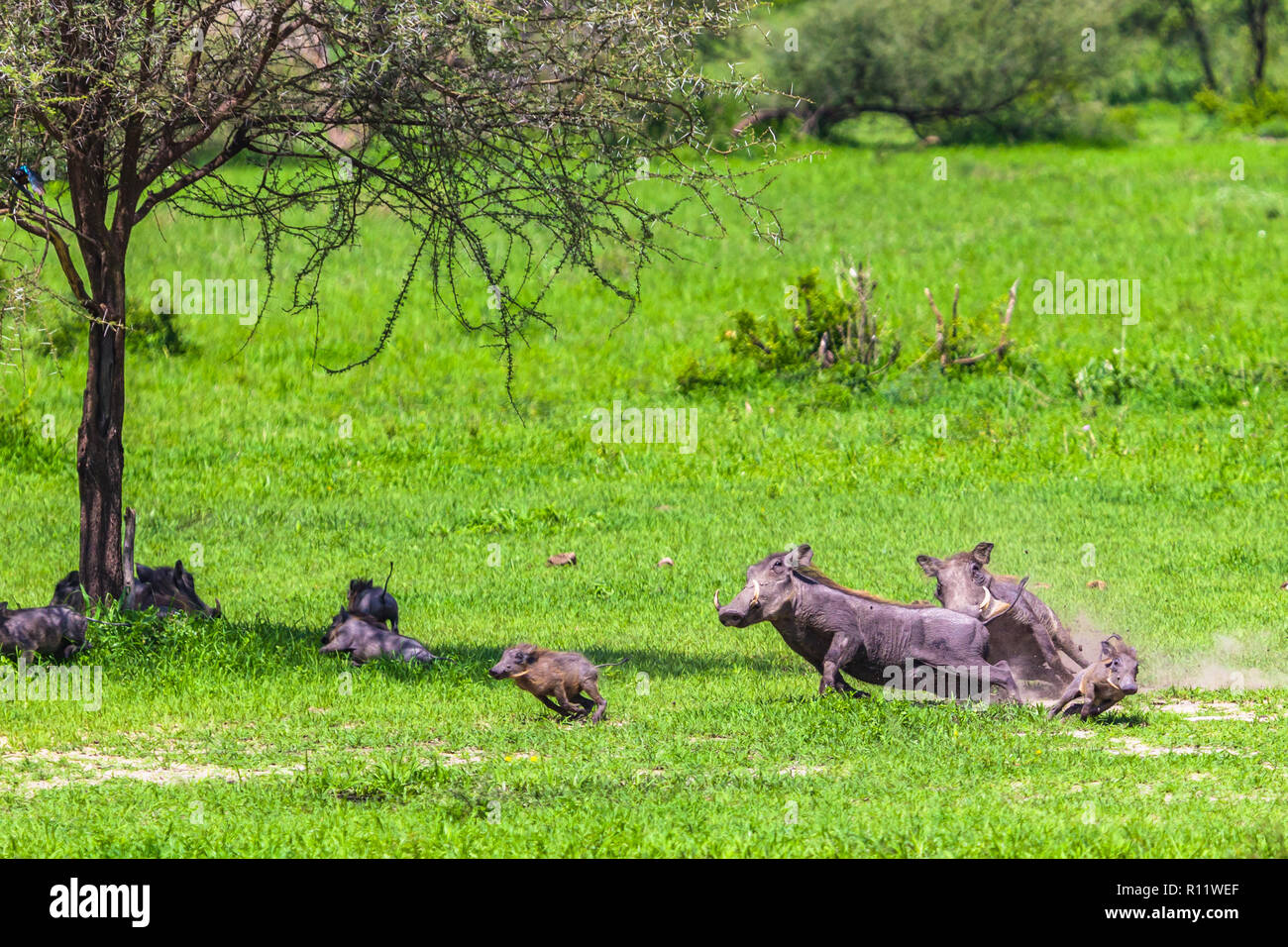 Warzenschweine im Tarangire Nationalpark, Tansania. Stockfoto