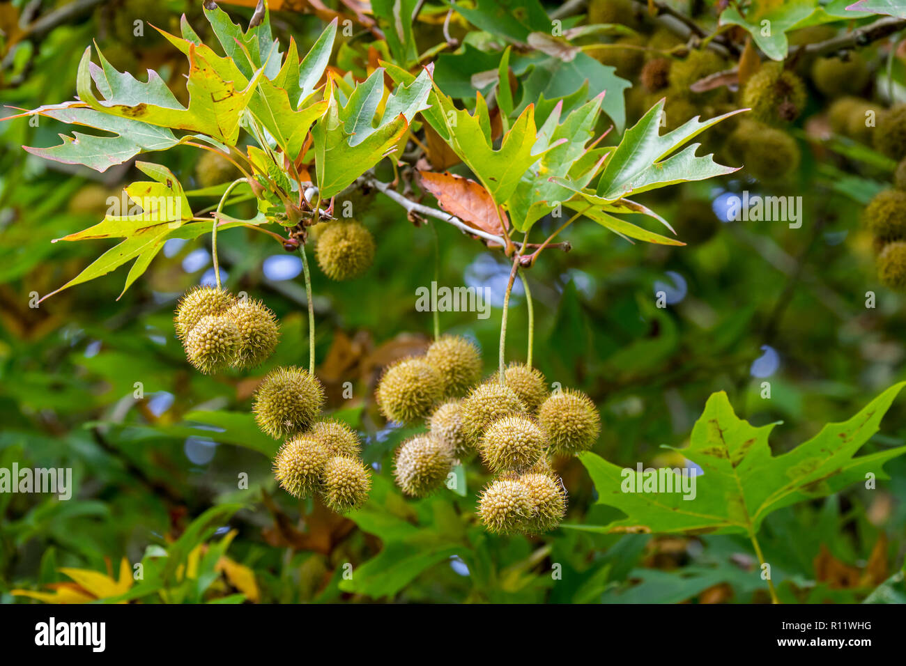 Alte Welt Sycamore/Chennar Baum/Cut blatt Platane Platanus orientalis/Oriental Flugzeug Minarett, Nahaufnahme der Früchte und Blätter im Herbst Stockfoto
