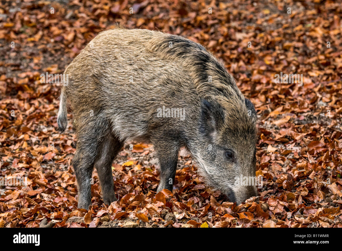 Wildschwein (Sus scrofa) Ferkel Futter im Herbst Wald durch das Graben mit der Schnauze in Blattsänfte auf der Suche nach Buche Muttern in den Ardennen Stockfoto