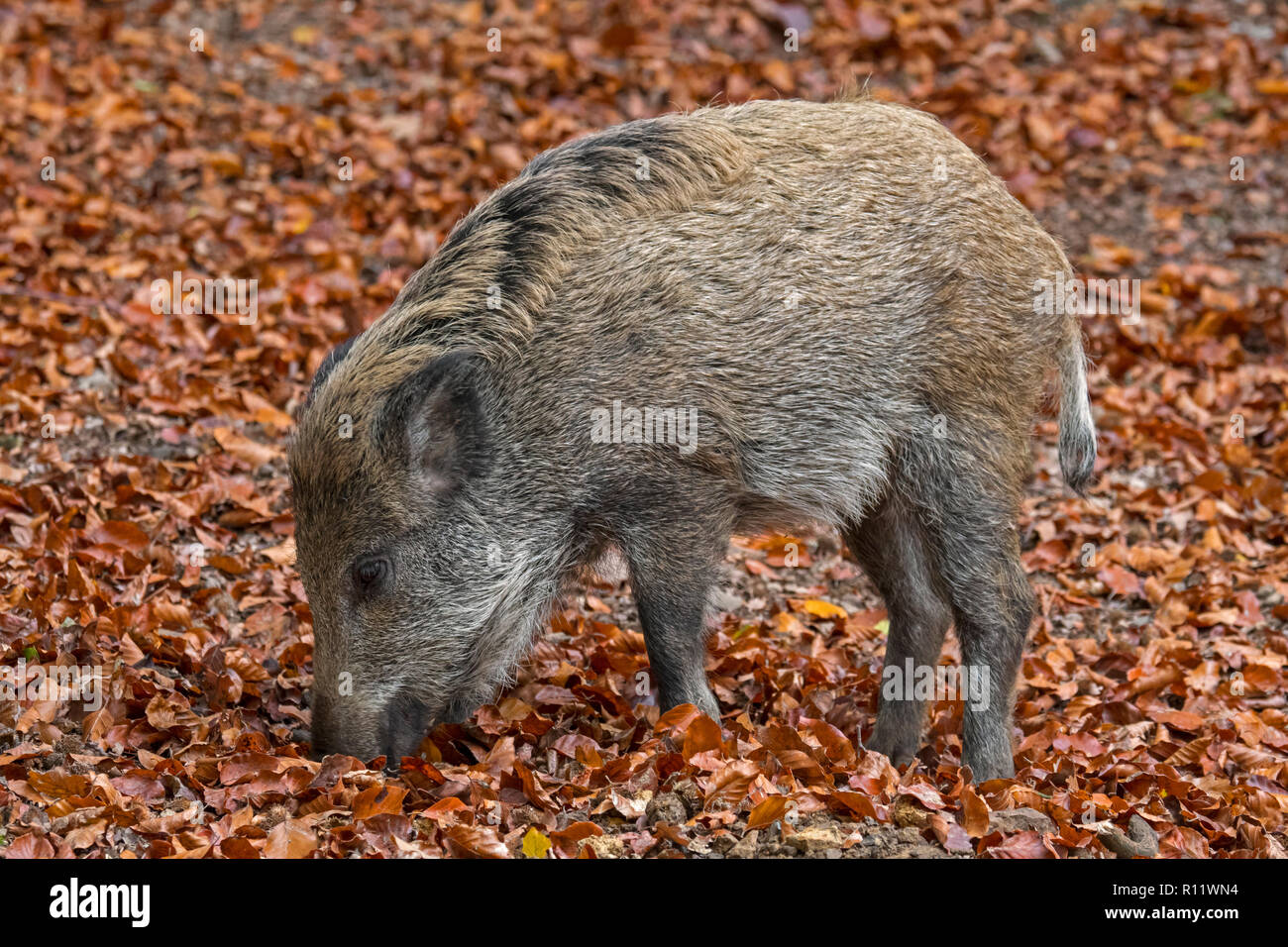 Wildschwein (Sus scrofa) Ferkel Futter im Herbst Wald durch das Graben mit der Schnauze in Blattsänfte auf der Suche nach Buche Muttern in den Ardennen Stockfoto