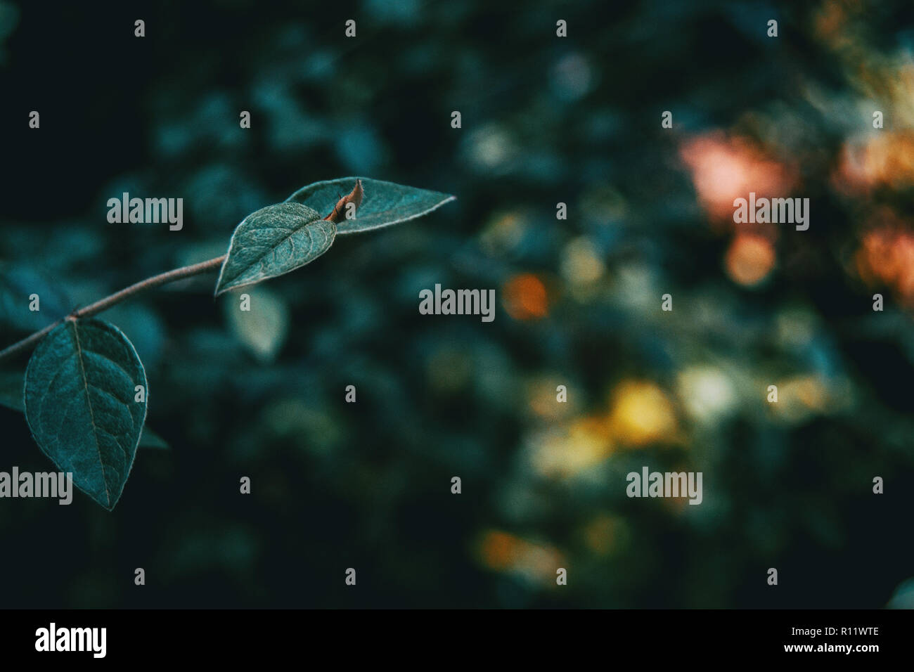 Nahaufnahme der Cotoneaster franchetii Blätter auf Schwarz bokeh Stockfoto