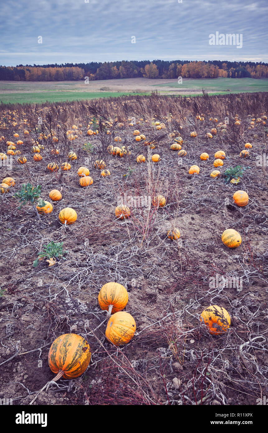 Vintage getonten Bild eines Kürbis Feld im Herbst. Stockfoto