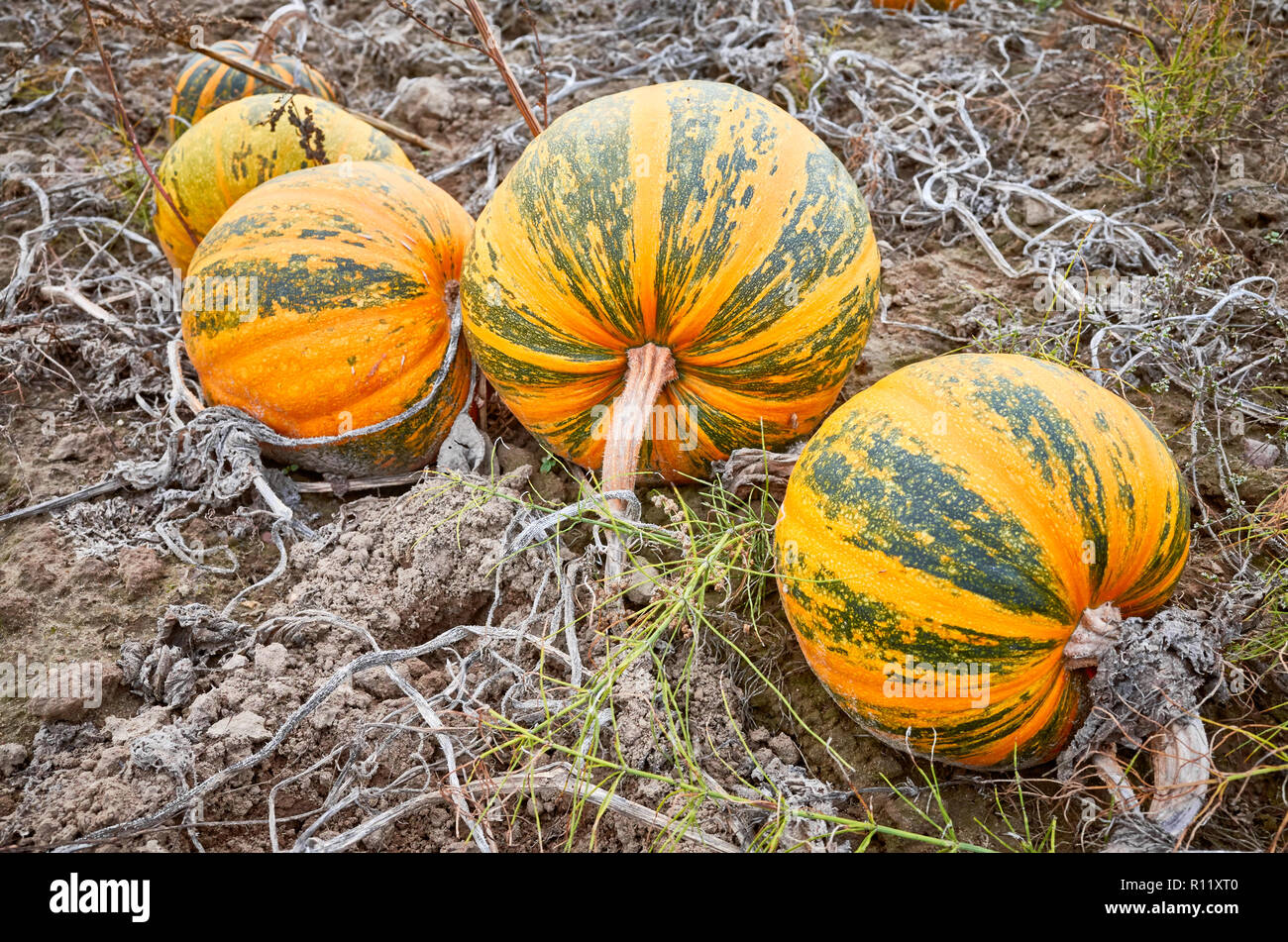 Kürbis Feld im Herbst, selektive konzentrieren. Dieser Kürbis für Halloween Dekoration, Kochen verwendet wird, und drücken Sie die Samen für Öl. Stockfoto