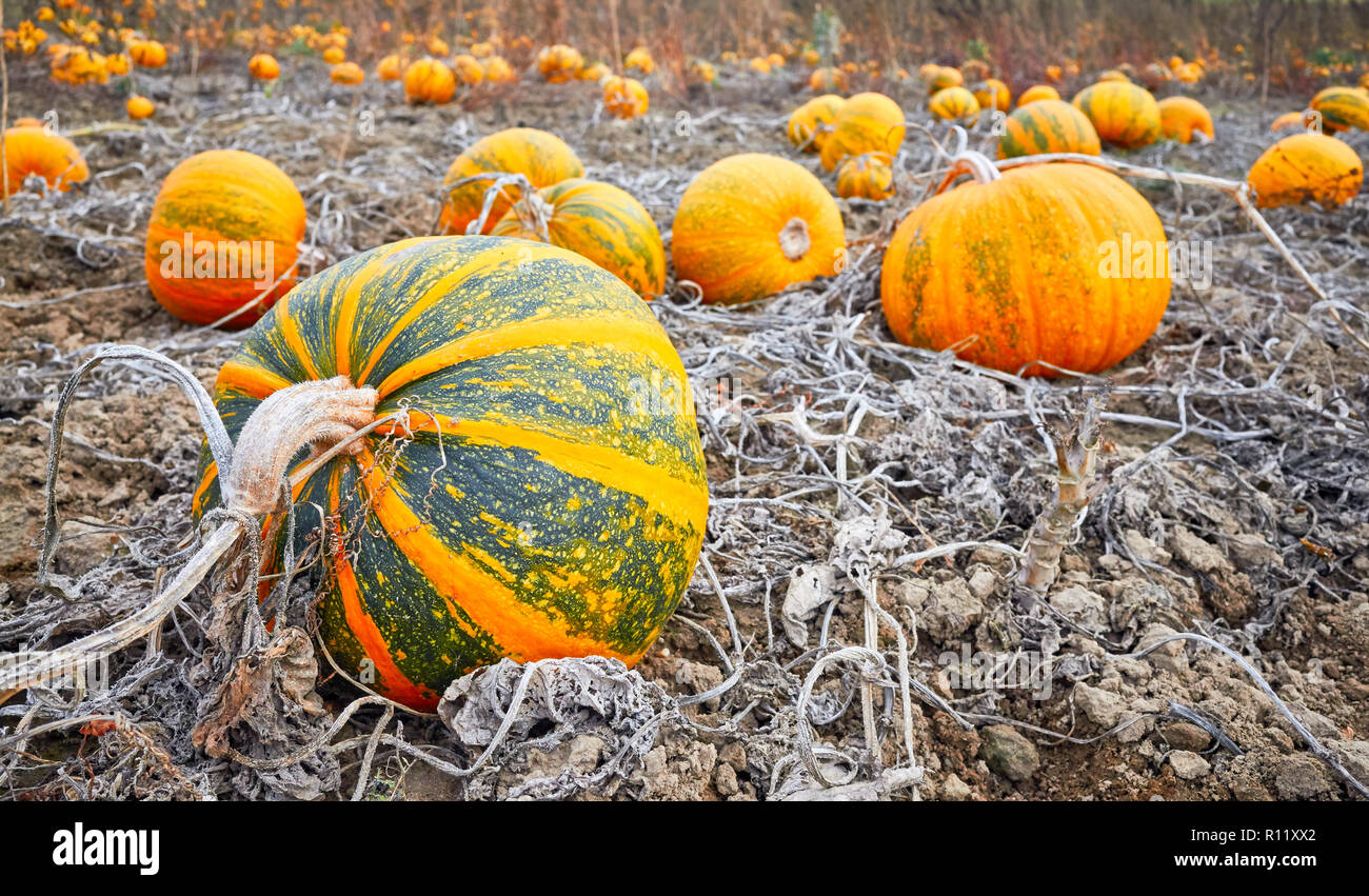 Kürbis Feld im Herbst, selektive konzentrieren. Dieser Kürbis für Halloween Dekoration, Kochen verwendet wird, und drücken Sie die Samen für Öl. Stockfoto