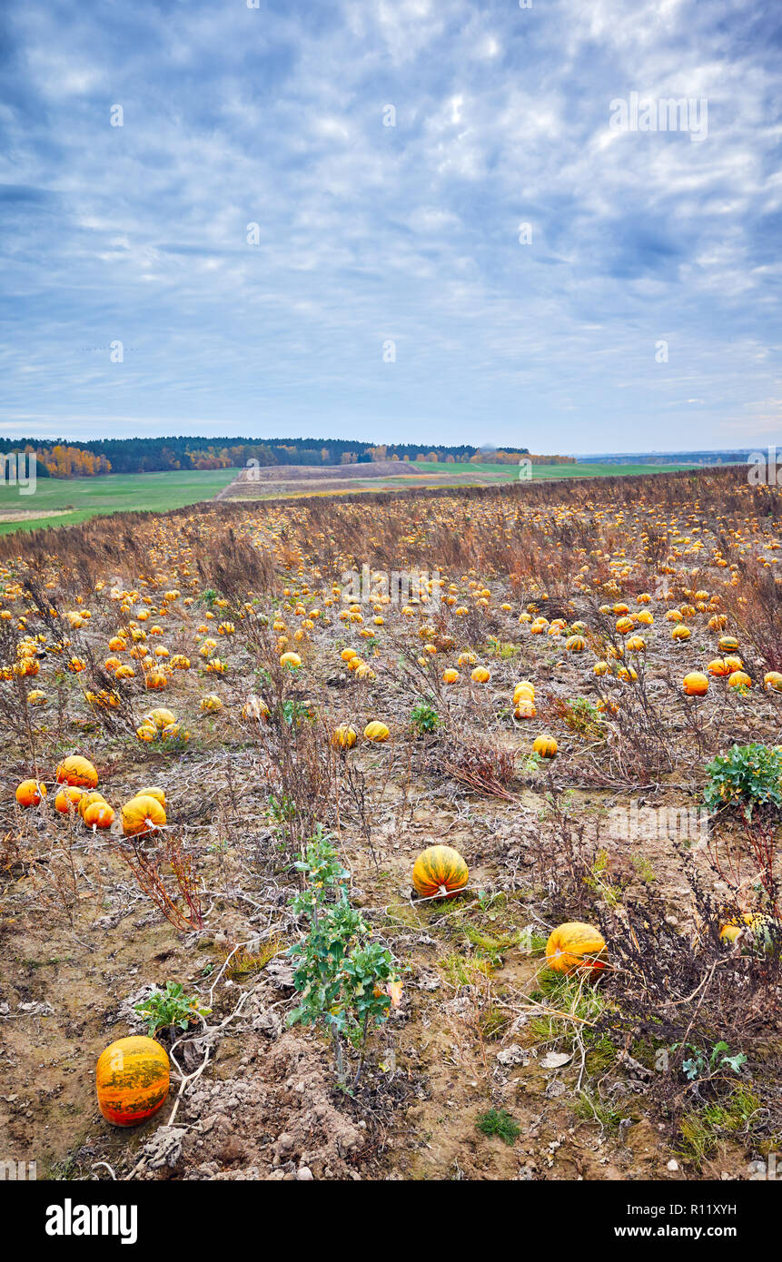 Kürbis Feld im Herbst. Dieser Kürbis für Halloween Dekoration verwendet, drücken Samen Öl und zum Kochen. Stockfoto
