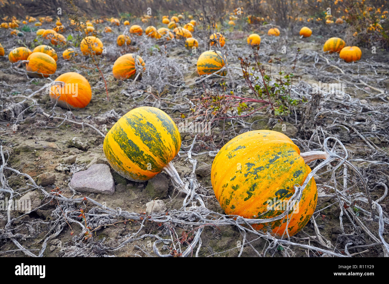 Kürbis Feld im Herbst, selektive konzentrieren. Dieser Kürbis für Halloween Dekoration verwendet, drücken Samen Öl und zum Kochen. Stockfoto