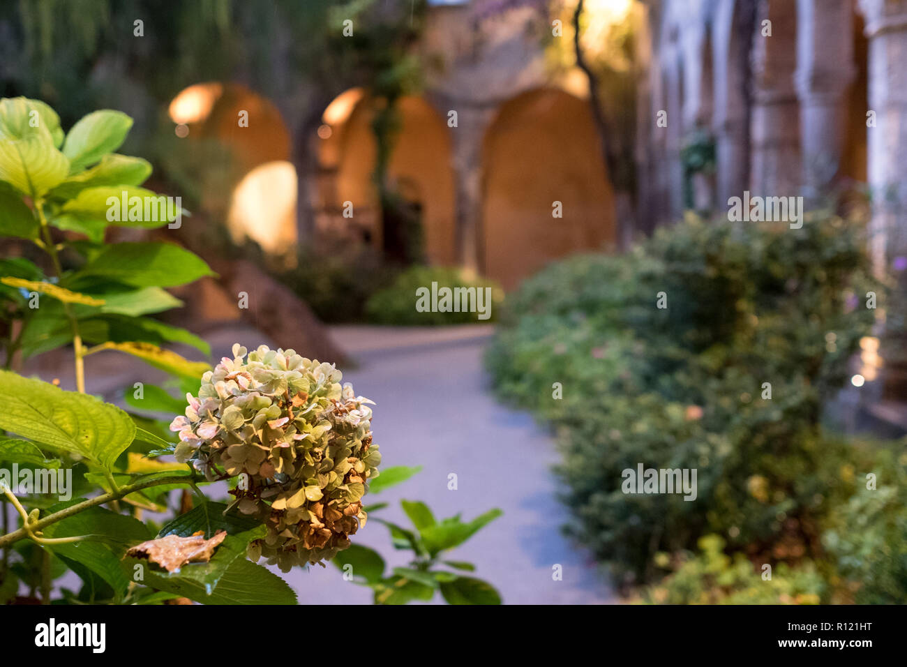 Die herrliche open air Kloster neben der Kirche von San Francesco/Chiostro di San Francesco im Stadtzentrum von Sorrent auf die Amalfi Küste. Stockfoto