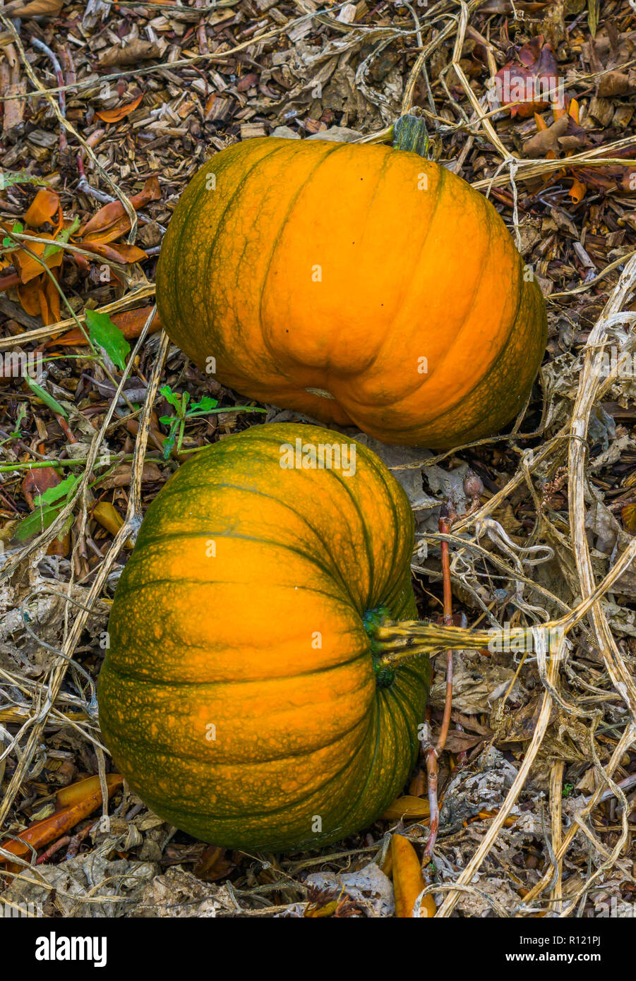 Zwei grosse Orange mit ein wenig grün Halloween Kürbisse in einer organischen Garten angebaut Stockfoto