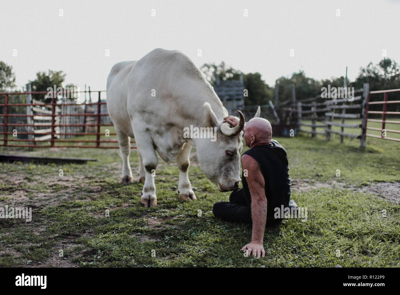 Mann sitzt auf dem Boden streicheln Stier Stockfoto