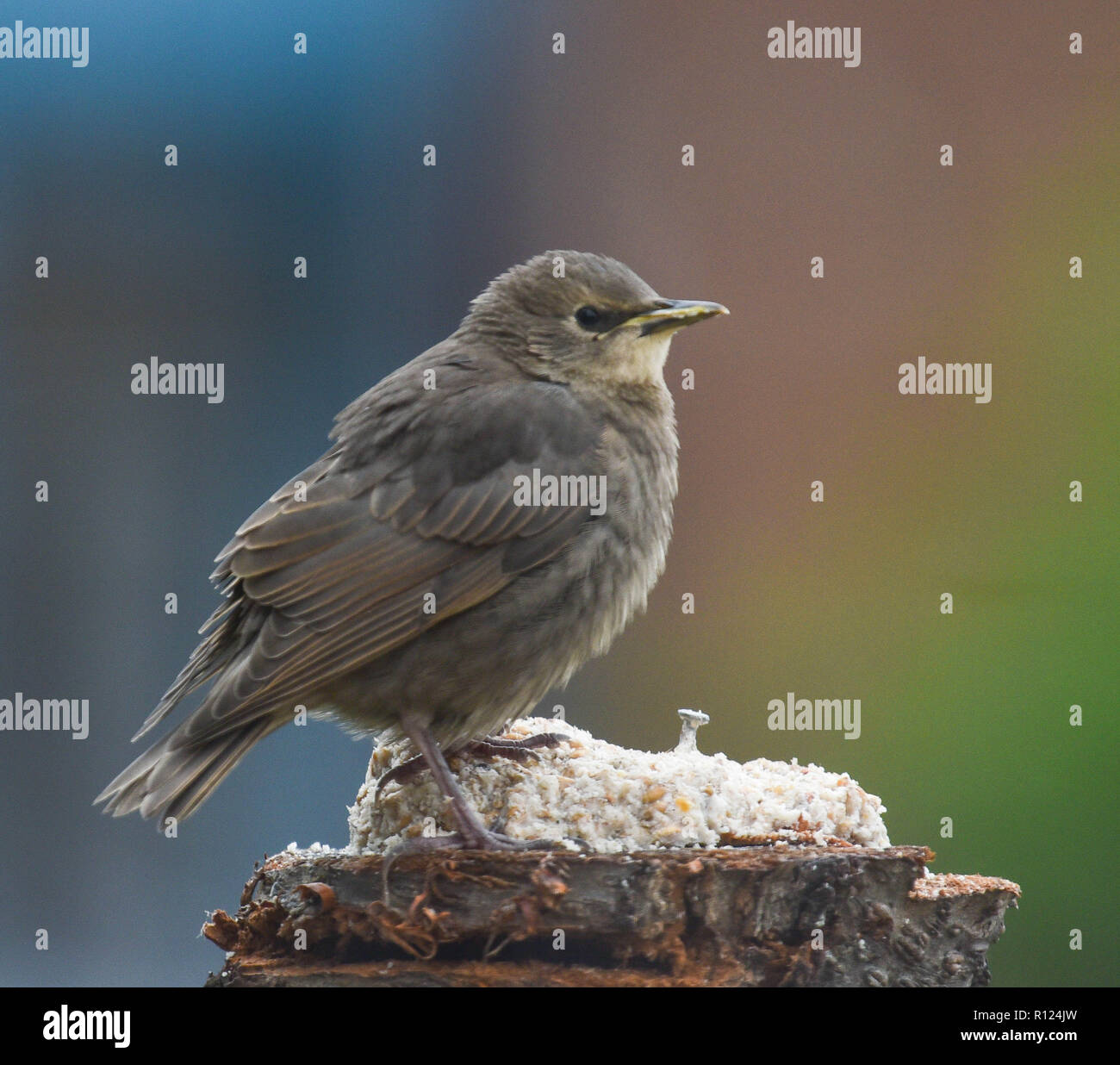 Junge starling Fütterung auf ein Protokoll Stockfoto