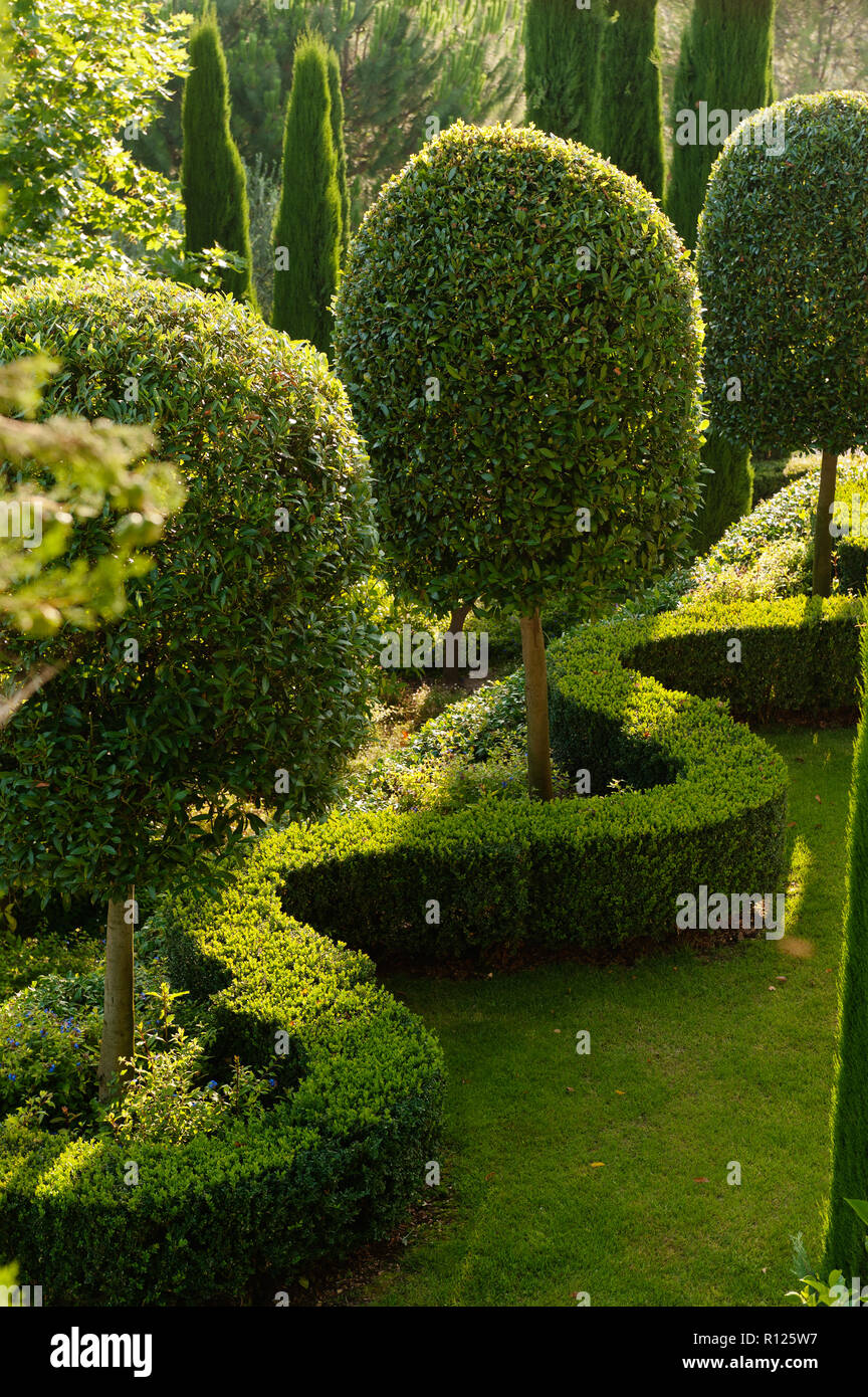 Hedge-fonds und Bäume im Garten Stockfoto