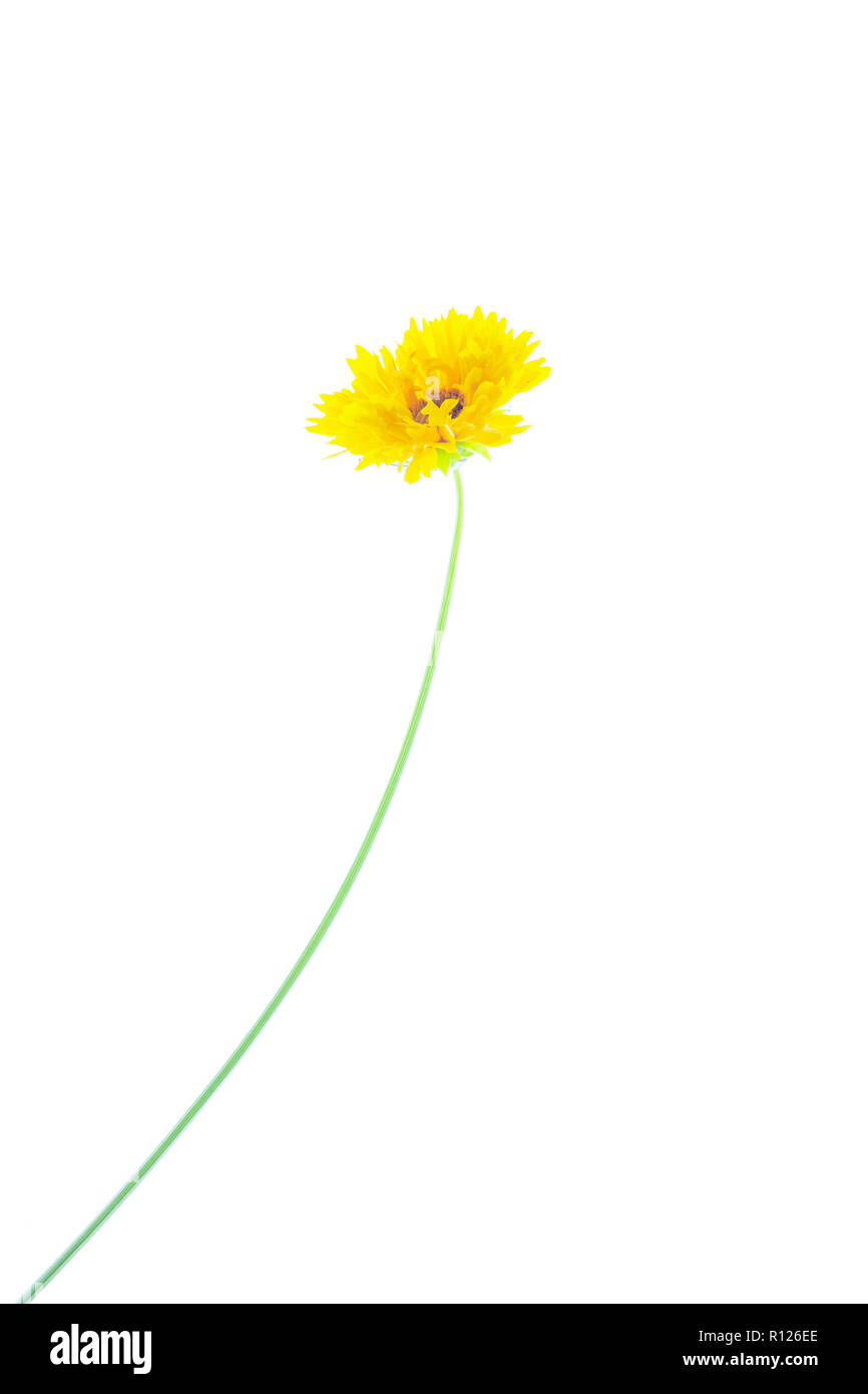 Single Coreopsis Blume und Stammzellen gegen einen hellen weißen Hintergrund Stockfoto
