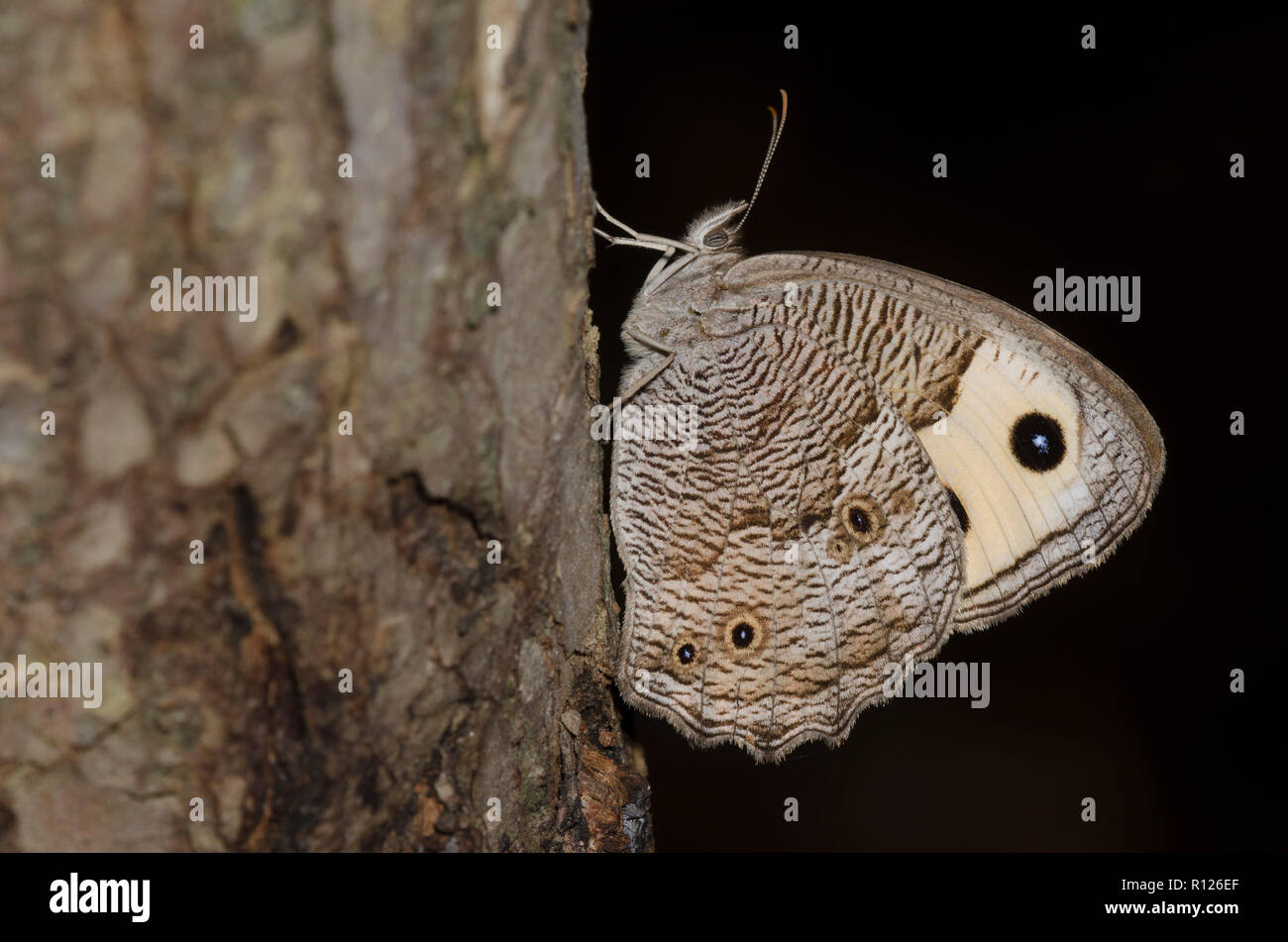 Gemeinsame Wood-Nymph, Cercyonis pegala, thront auf Baum in dunklem Holz Stockfoto