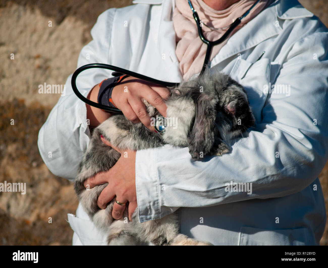 Eine ländliche Tierarzt Frau Durchführung einer medizinischen überprüfung auf ein Hase auf der Landschaft Stockfoto