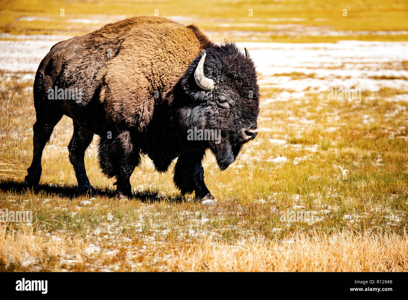 WY 03601-00 ... WYOMING - Bison im Yellowstone National Park. Stockfoto