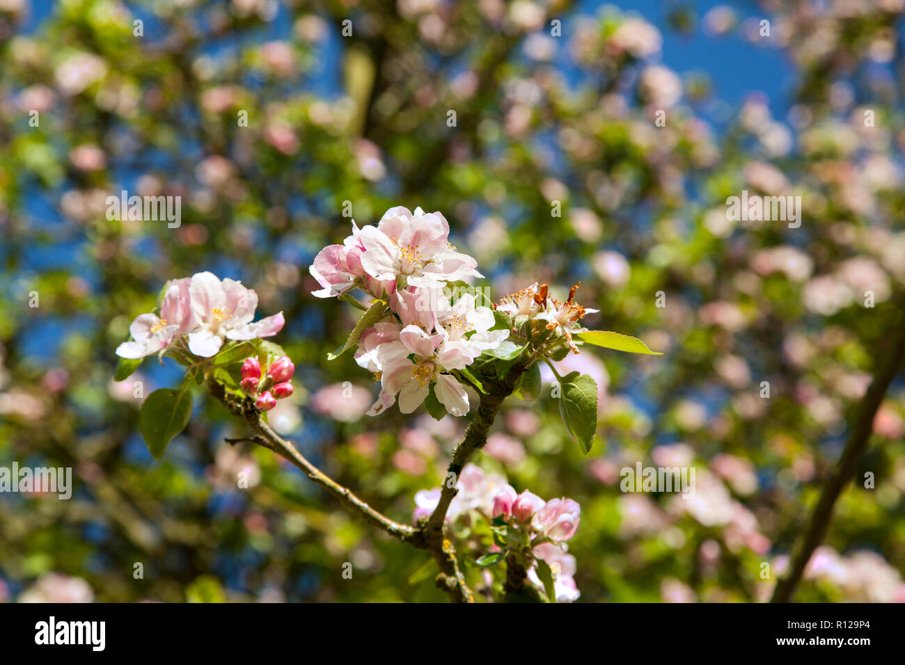 Apple Blossom auf einen Apfel Baum im Frühling in einem englischen Country Garden orchard Stockfoto