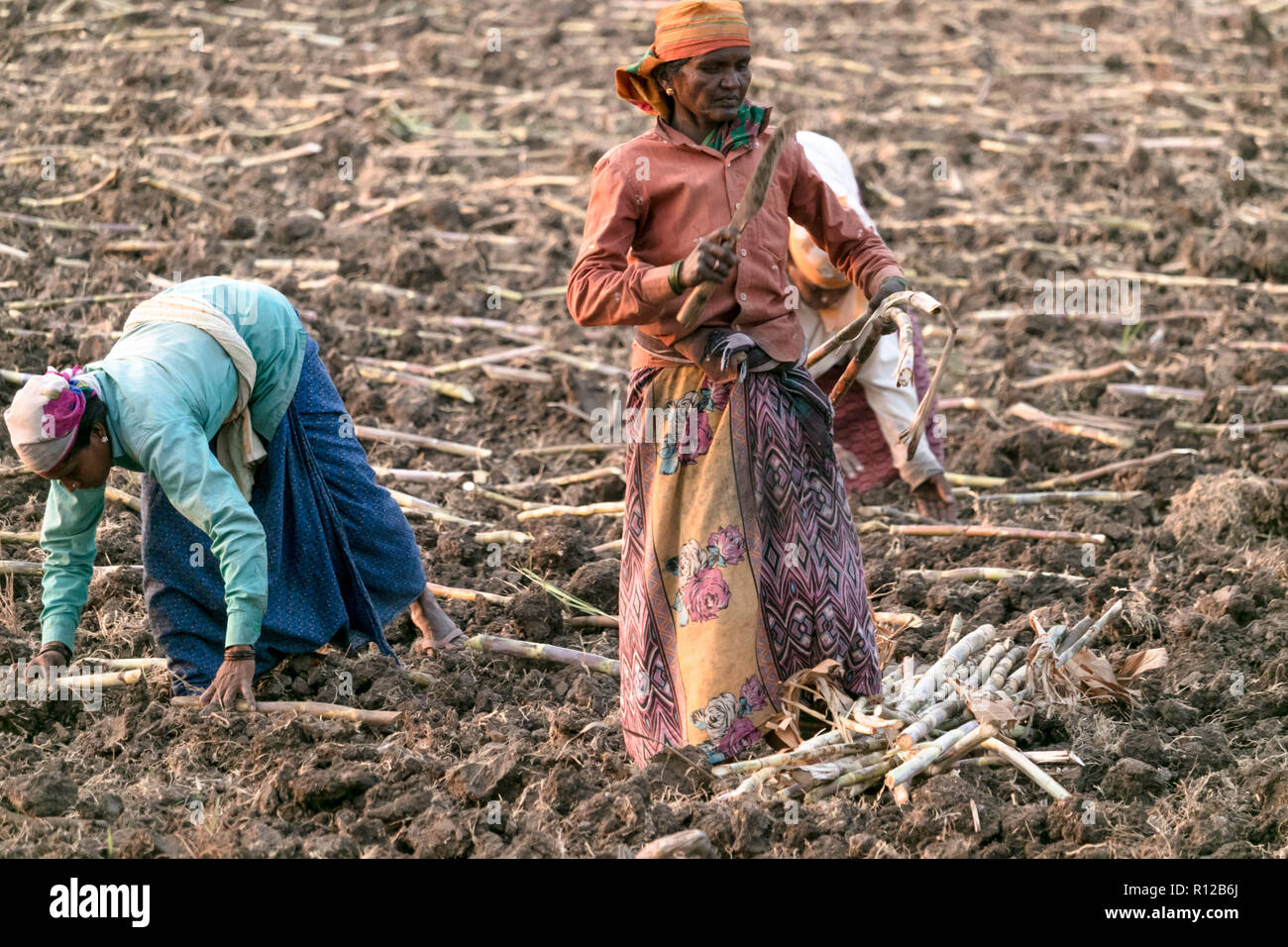 Eine Ansicht der Frau Bauer in der Landwirtschaft land im Koppal Anegundi, Bezirk, Karnataka, Indien am 13. Oktober 2018 Stockfoto