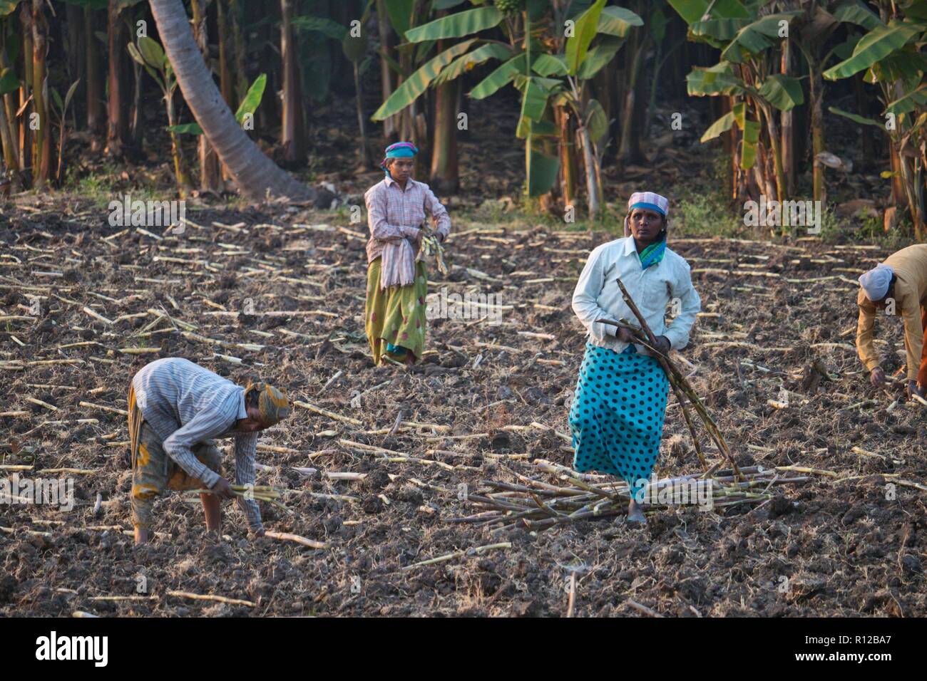 Frauen in der Landwirtschaft land in Anegundi, Koppla Bezirk, Karnataka, Indien am 13. Oktober 2018 Stockfoto