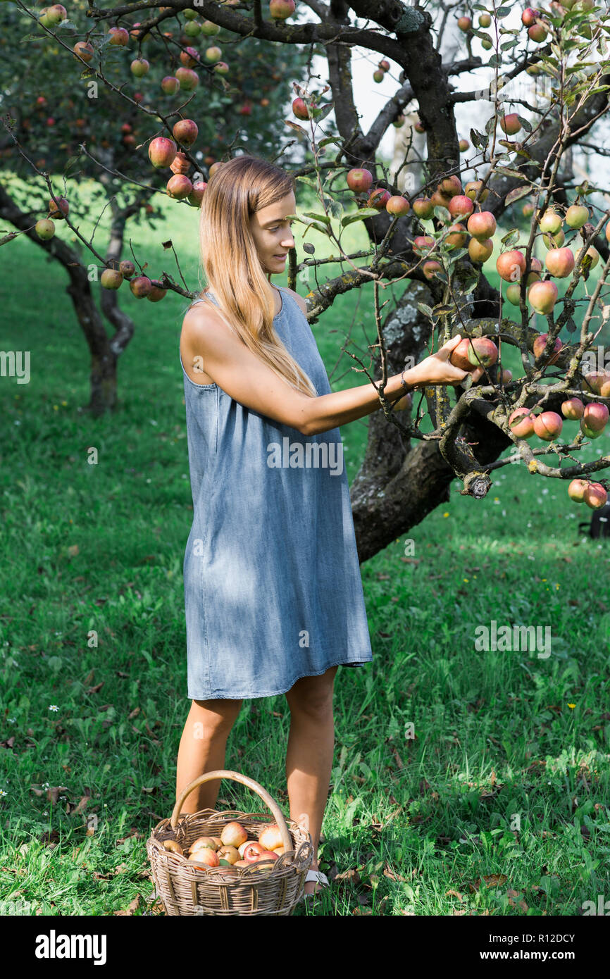 Frau pflücken Äpfel vom Baum Stockfoto