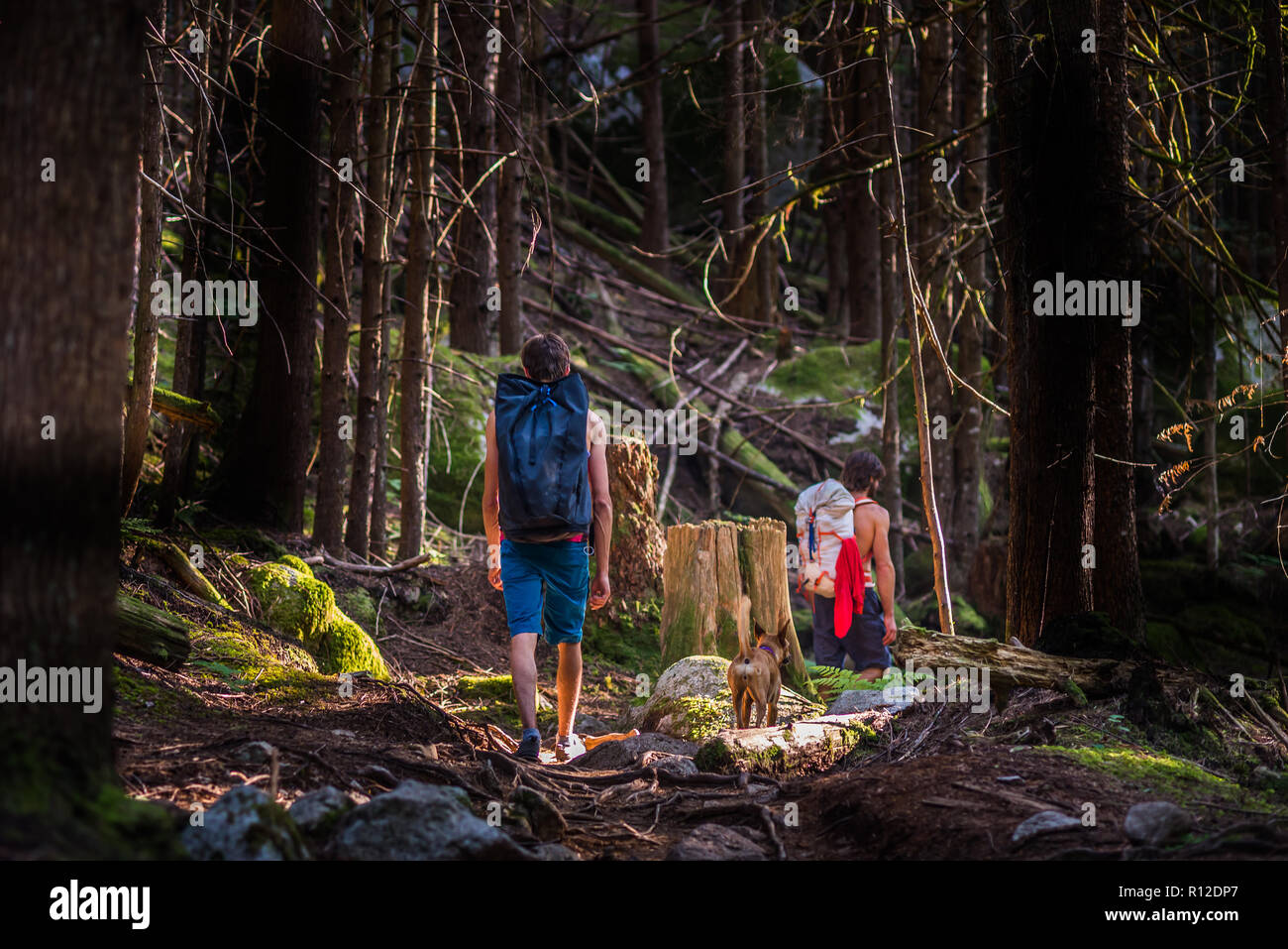 Kletterer und Hund zu Fuß durch den Wald, Squamish, Kanada Stockfoto