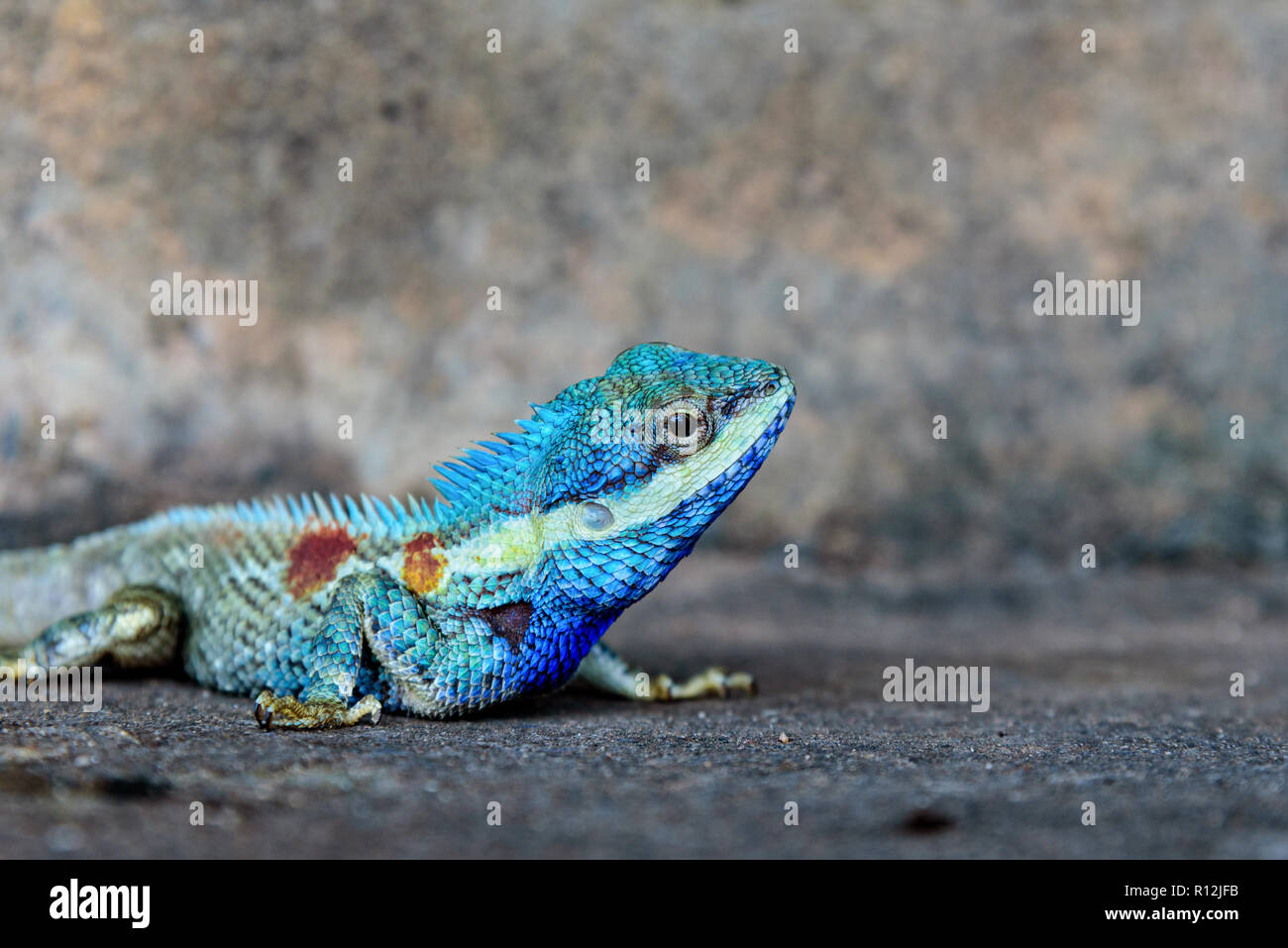 Close-up Kopf Indochinesischen Wald Lizard oder calotes Mystaceus auf dem alten grunge Zement Wand Hintergrund Stockfoto
