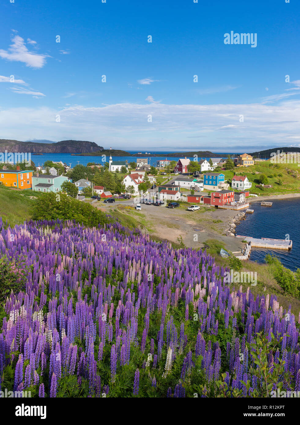 Dreifaltigkeit, Neufundland, Kanada - Lila Lupine Blüte bei der kleinen Stadt Trinity. Lupinus. Stockfoto
