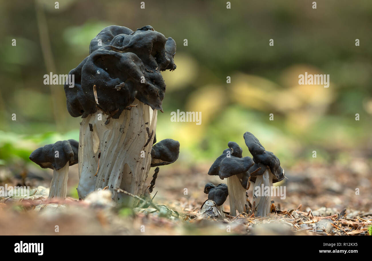 Pilze auf dem Boden eines Waldes in den Selkirk Mountains, Idaho. Stockfoto