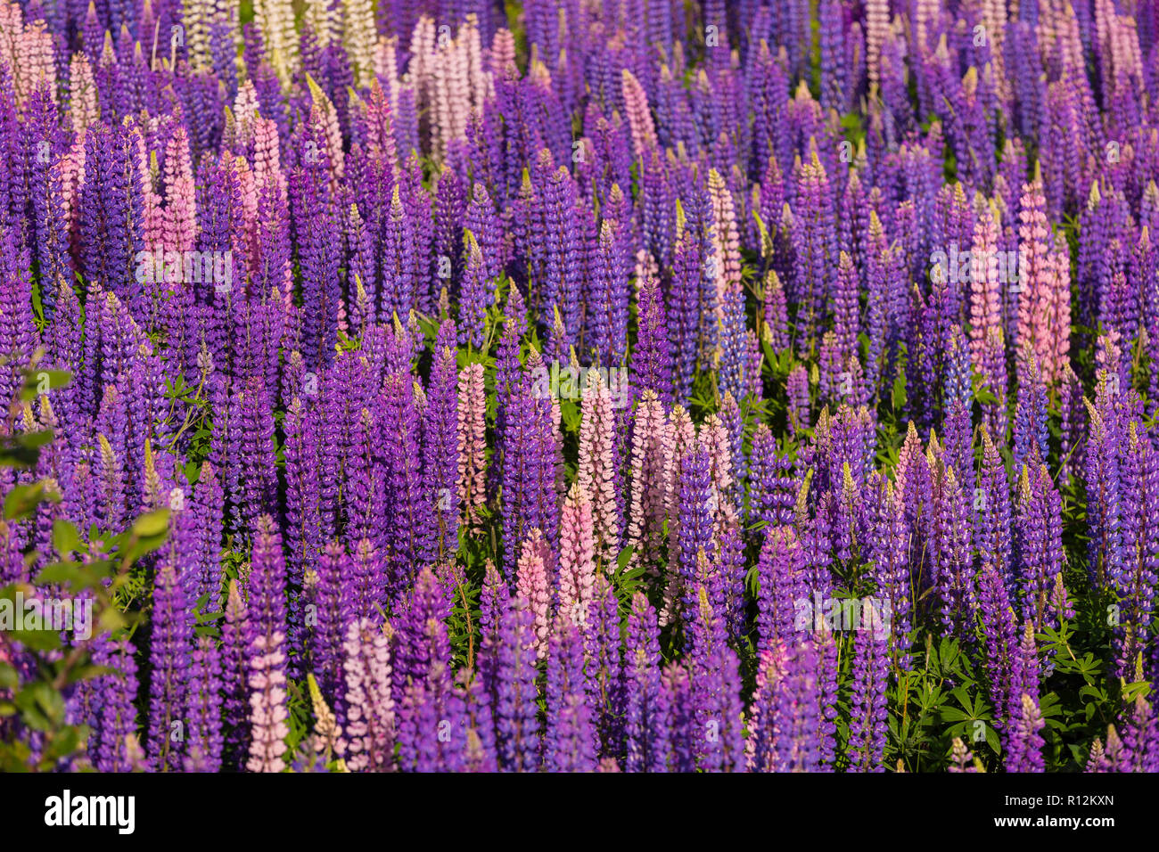 Dreifaltigkeit, Neufundland, Kanada - Lila Lupin Blumen in voller Blüte. Lupinus. Stockfoto