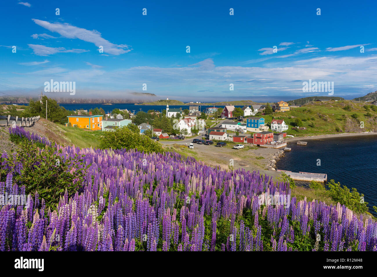 Dreifaltigkeit, Neufundland, Kanada - Lila Lupine Blüte bei der kleinen Stadt Trinity. Lupinus Stockfoto