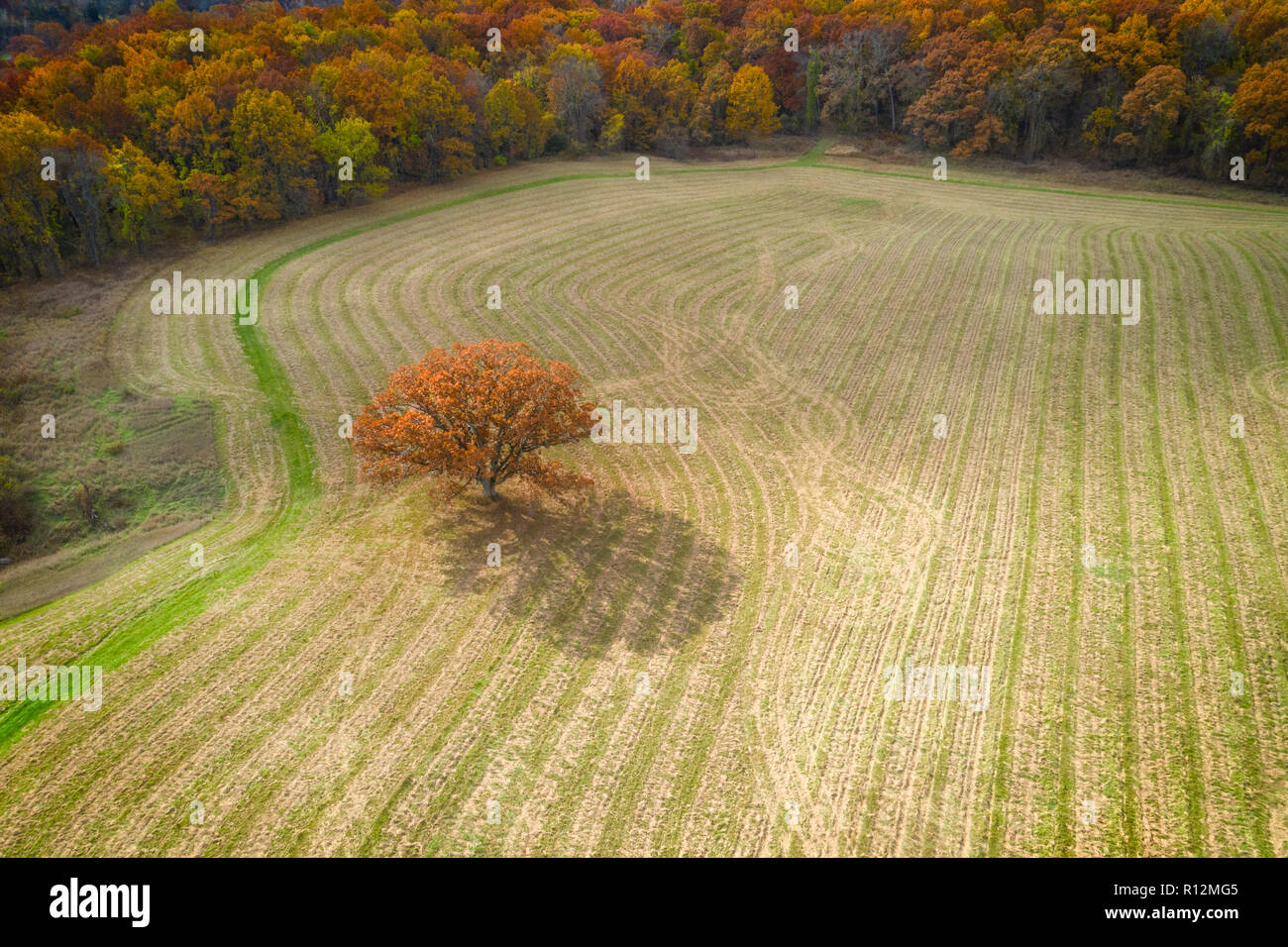 Mogshade zur Verfügung gestellt von Kensington Oak Aerial, Milford, Michigan, USA Stockfoto