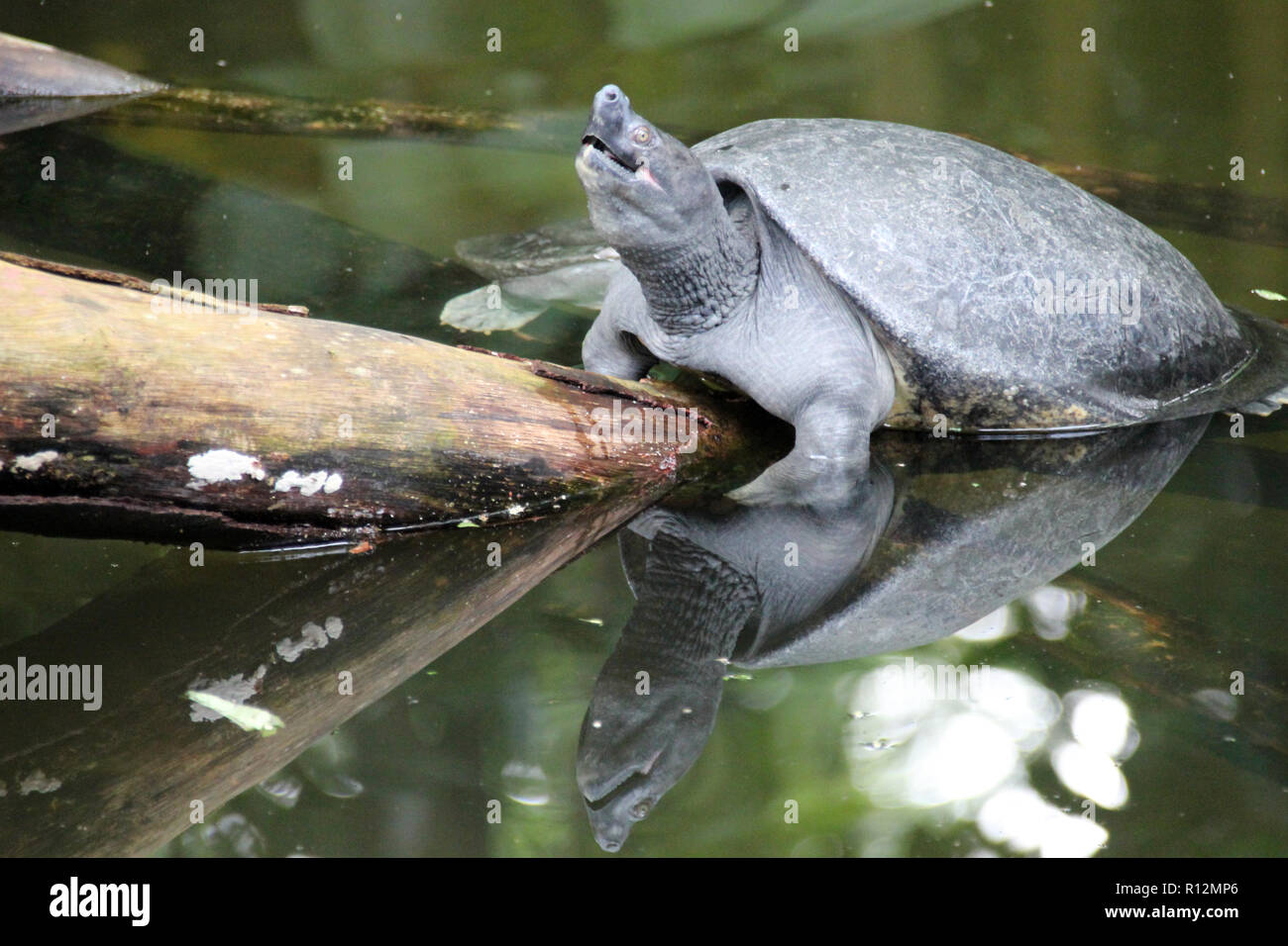 Schildkröte in einem Zoo in Singapur Stockfoto