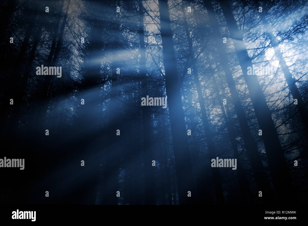 Geheimnisvolle Wald auf einem Vollmond nebligen Nacht Stockfoto