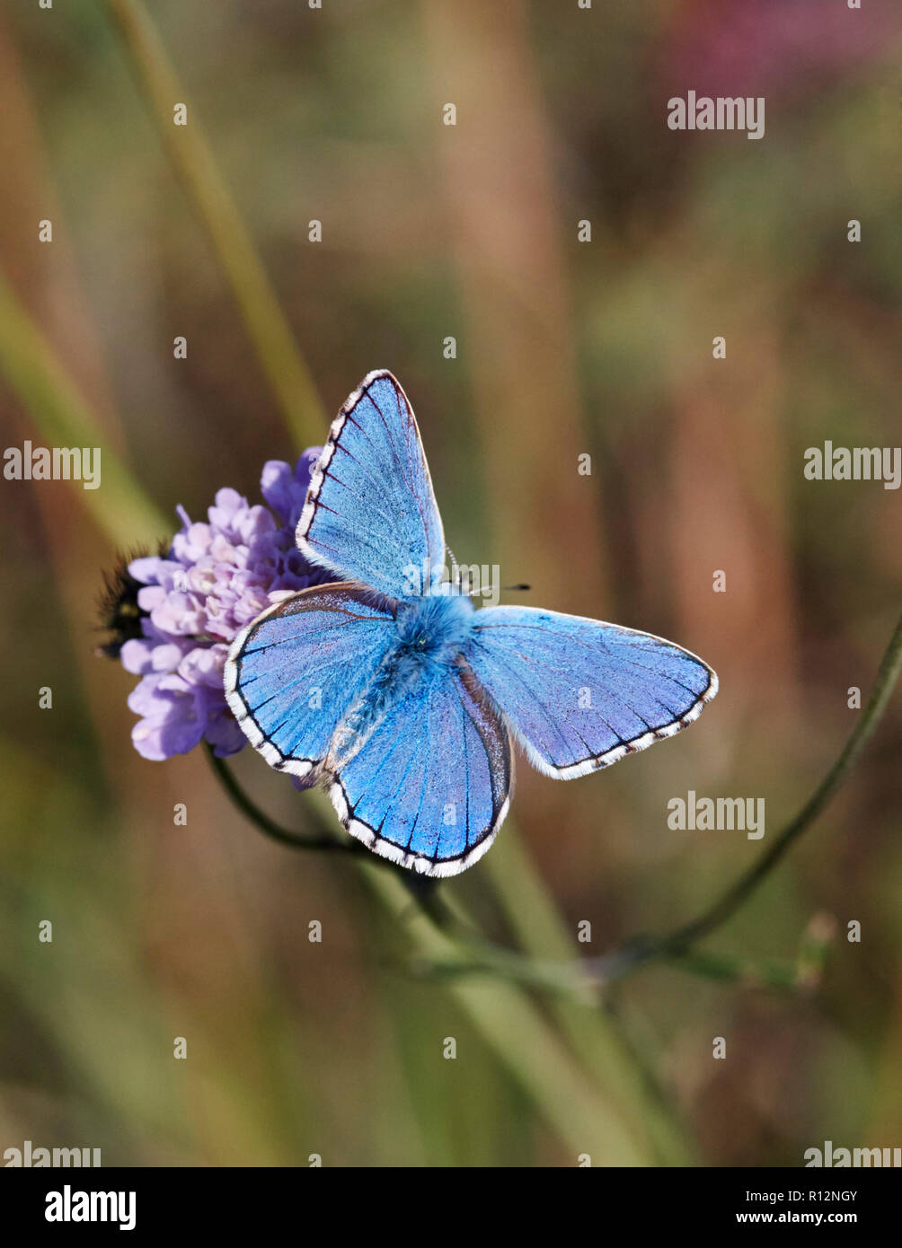 Adonis Blue männlich auf scabious. Denbies Hang, ranmore Gemeinsame, Surrey, England. Stockfoto