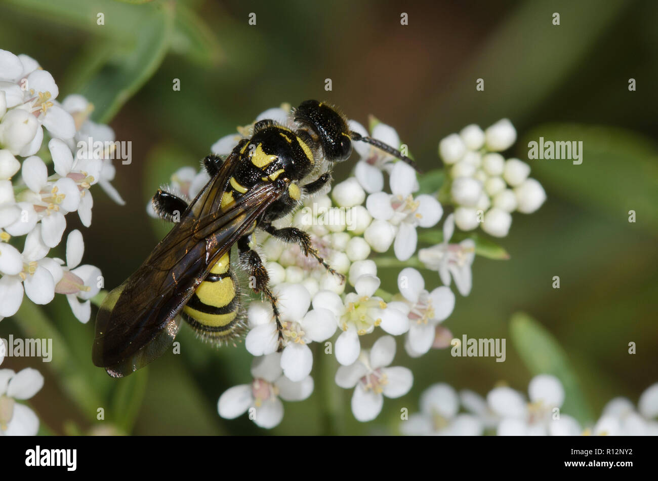 Thynnid Wasp, Myzinum sp., auf westlichen Peppergrass, Lepidium montanum Stockfoto
