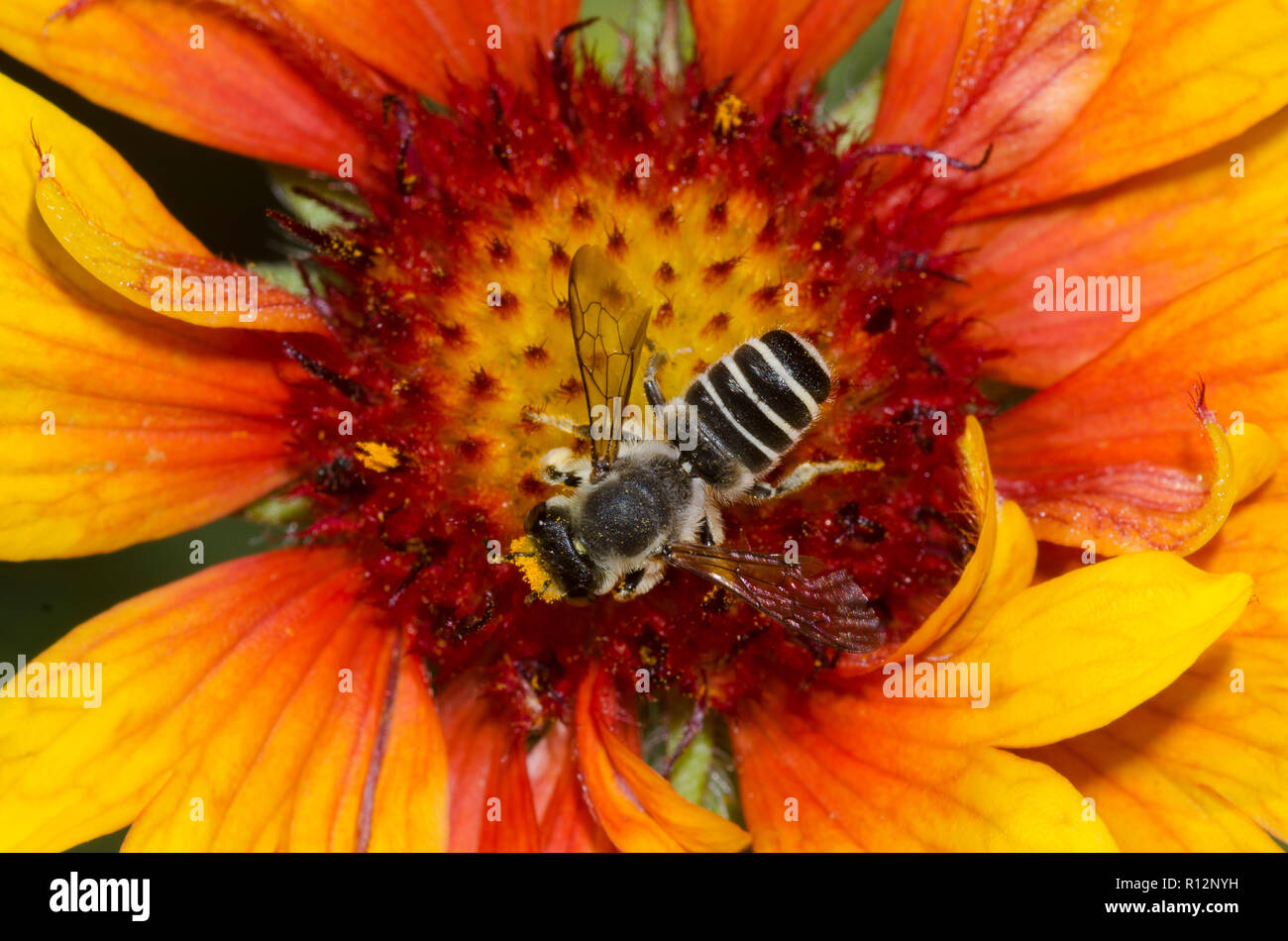 Feindliche Blatt-Cutter Bee, Megachile inimica, auf Decke Blume, Gaillardia sp. Stockfoto