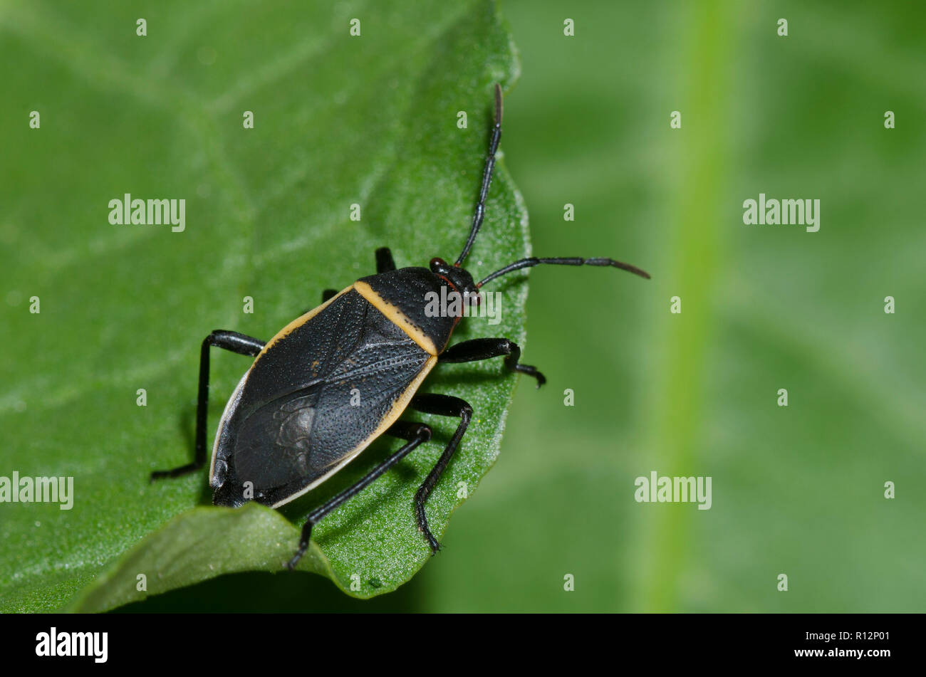 Grenzt die Wanze, Largus convivus, männlich Stockfoto
