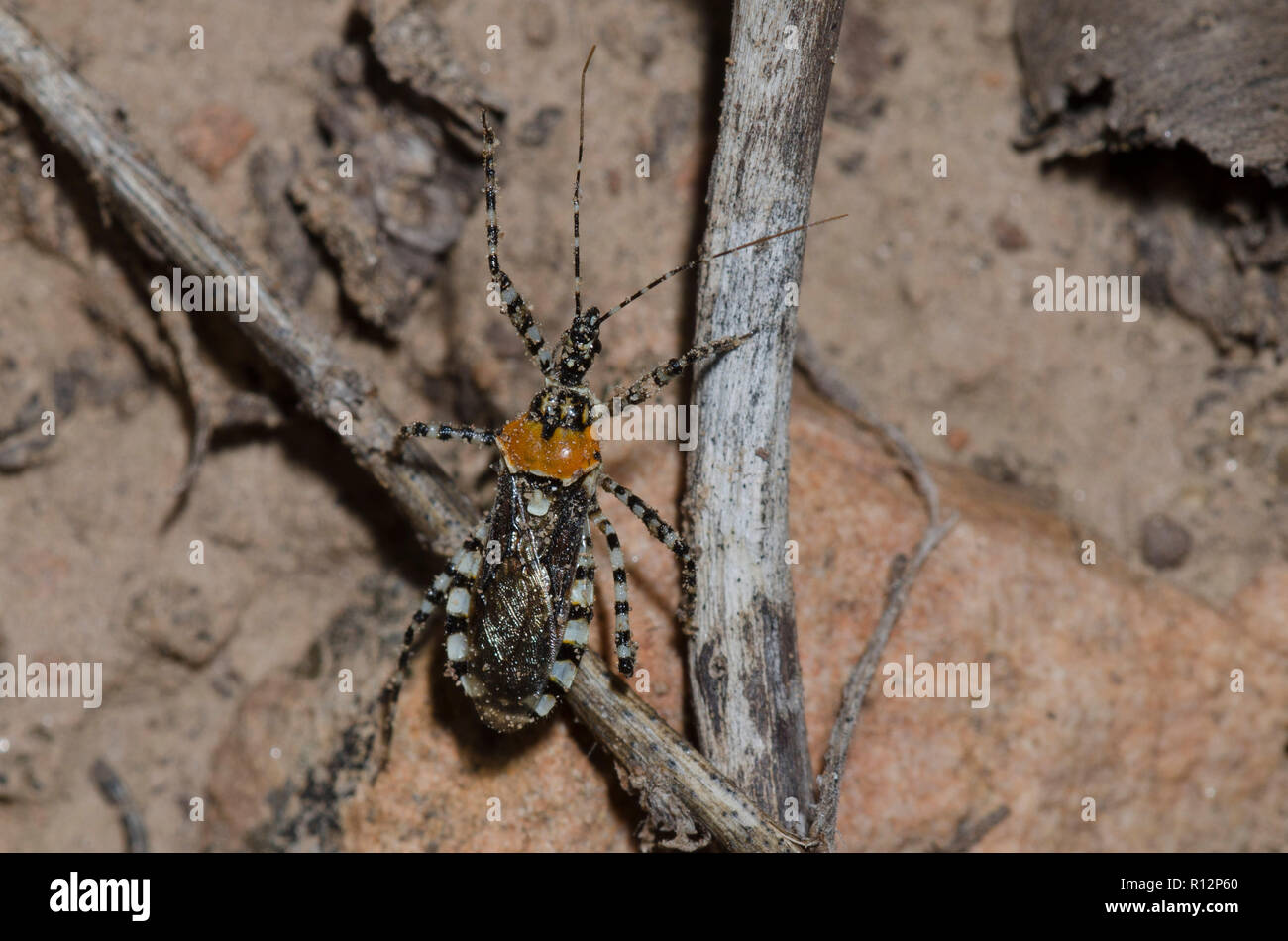 Assassin Bug, Pselliopus Zebra Stockfoto