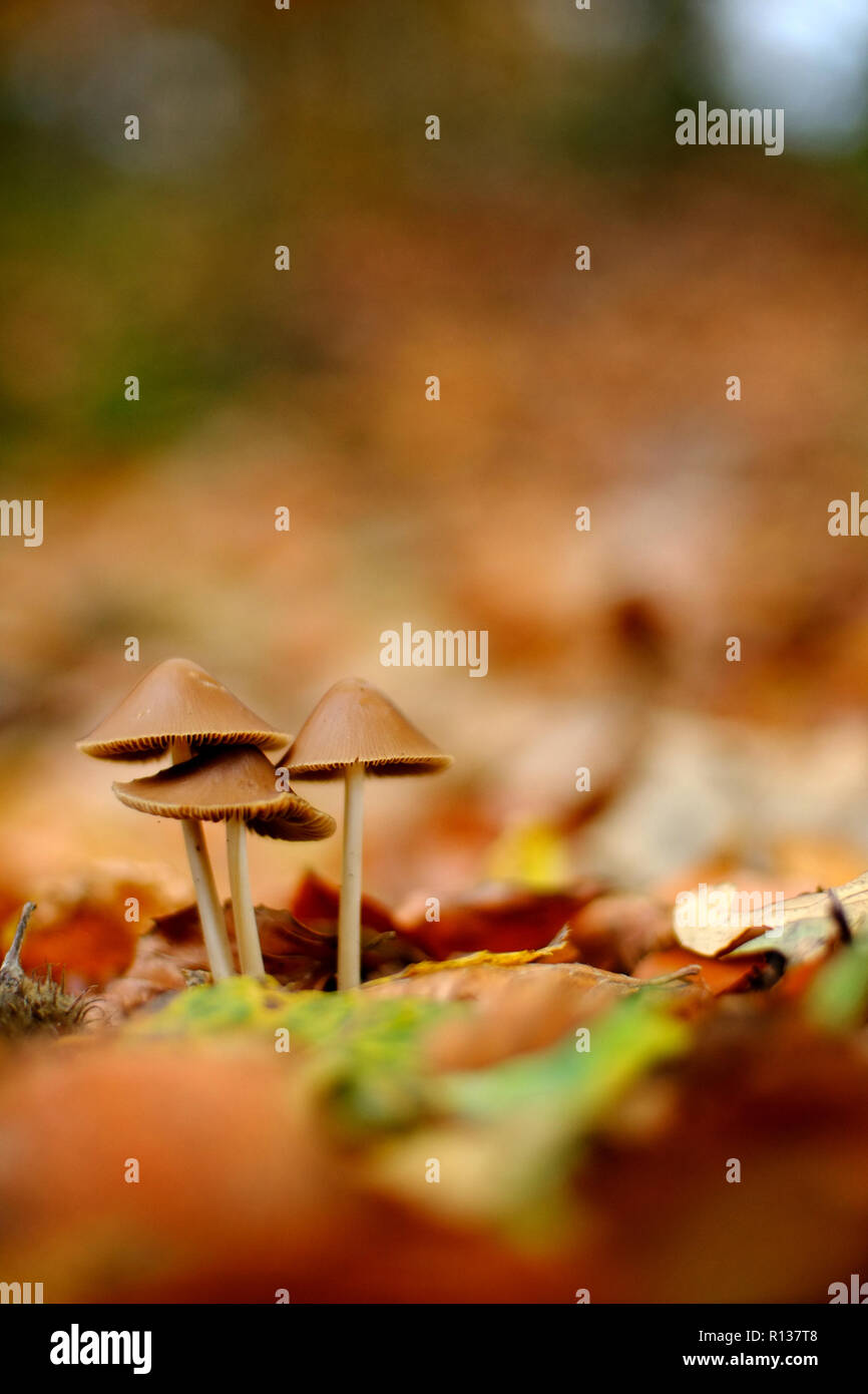 Pilze in hellen Farben des Herbstes Stockfoto