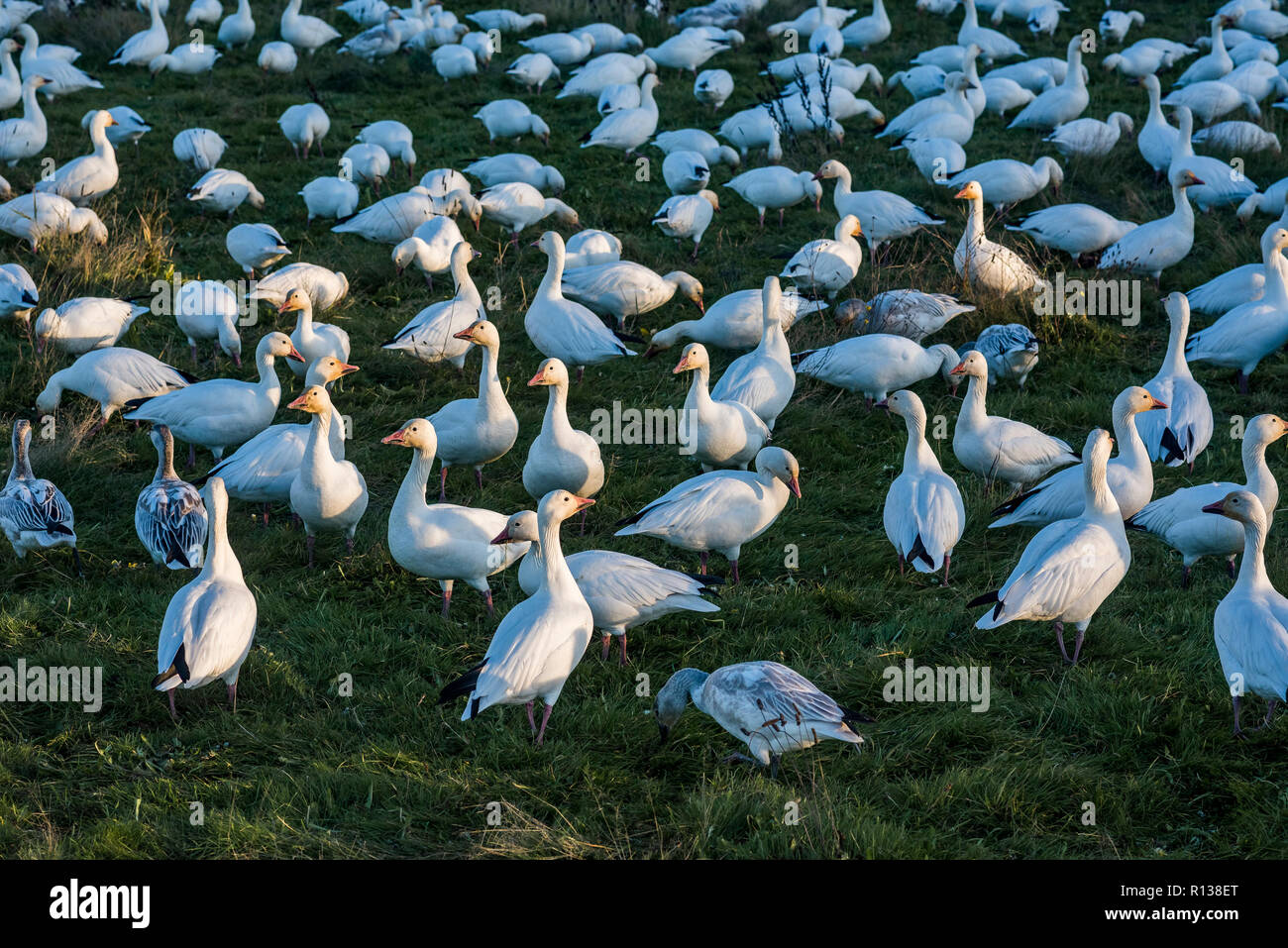 Anser caerulescens. Schnee Gänse, Mittelarmlehne Deich Trail, Terra Nova, Richmond, British Columbia, Kanada Stockfoto