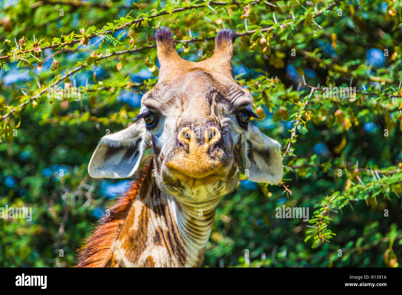 Giraffe im Tarangire Nationalpark, Tansania. Stockfoto