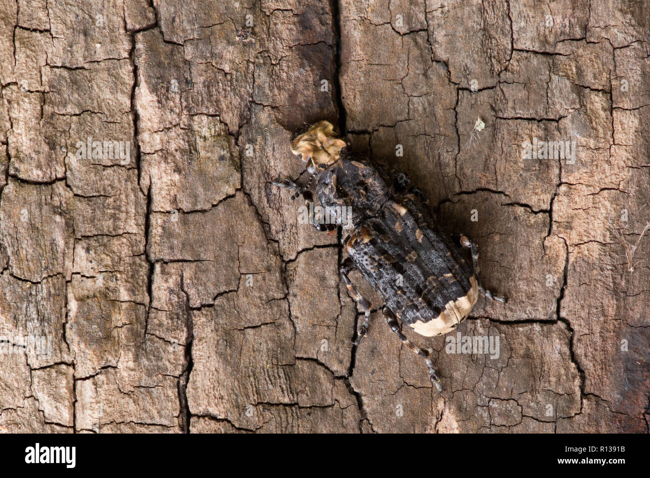Krampf - Kugel Pilz aus der Familie der Rüsselkäfer (Platyrhinus resinosus) Esche (Fraxinus excelsior) Stockfoto