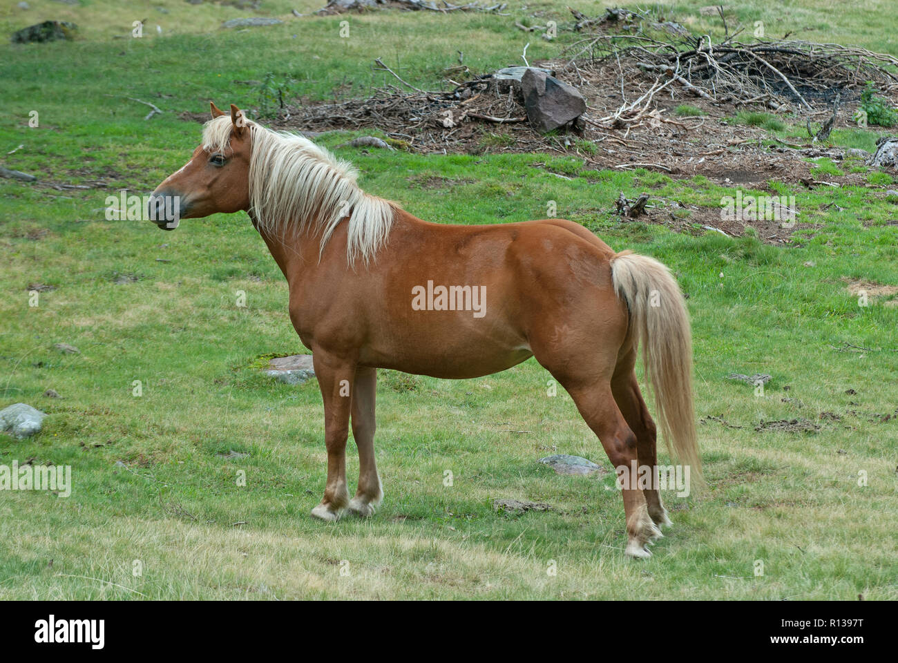 Aveglinese Pferd (Equus caballus) in alpine Gras, Val Sarentino, Trentino-Südtirol, Italien Stockfoto