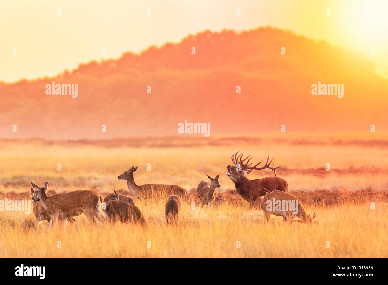 Herde der Rothirsch Cervus elaphus Spurrinnen und Brüllen bei Sonnenuntergang, hirschbrunft, während der Paarungszeit auf eine Landschaft mit Hügeln, Feldern und einem schönen Sun Stockfoto