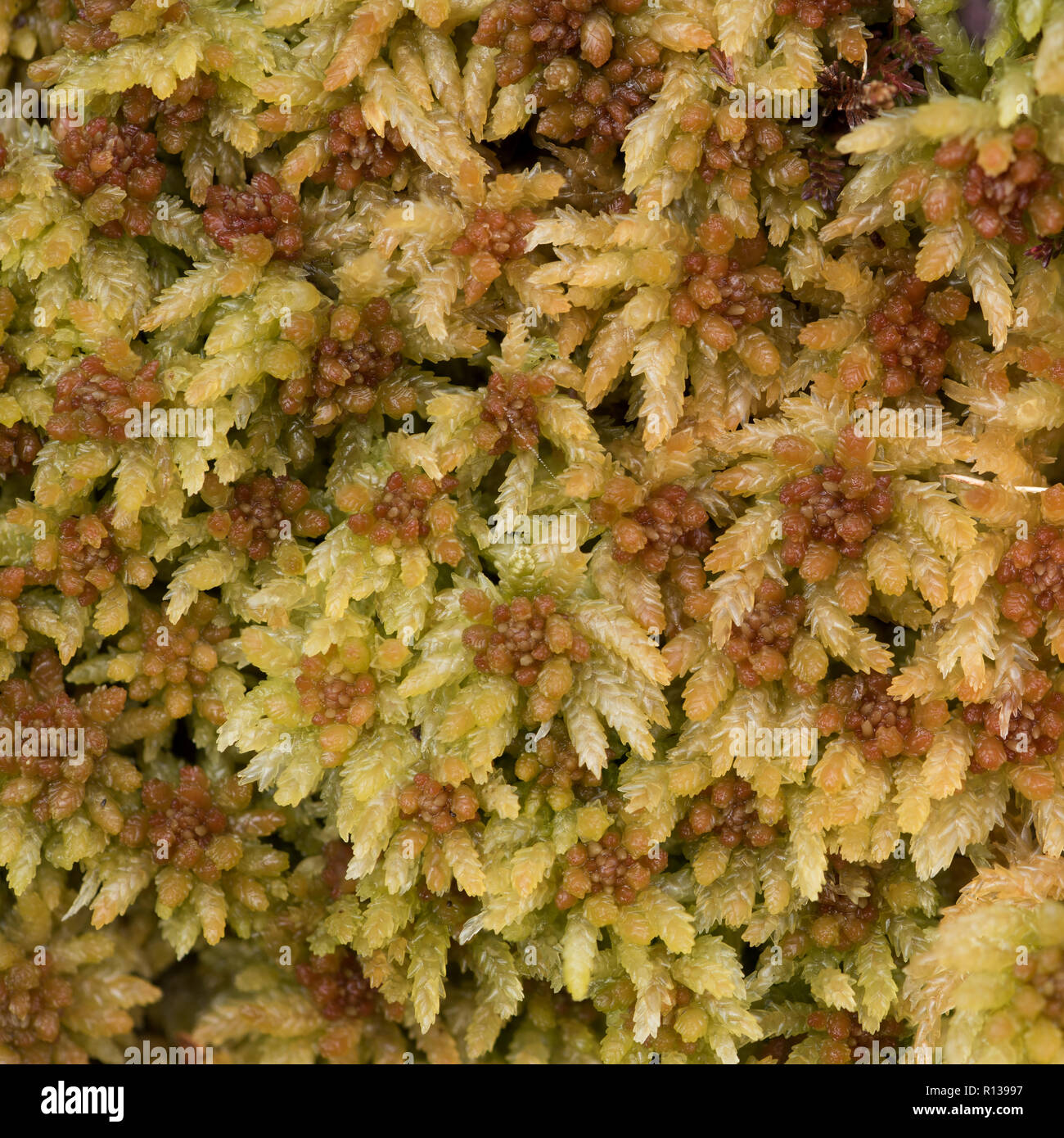 Blunt-leaved Bog-Moss (Sphagnum palustre) vom oberen Derwent Valley, Peak District National Park, Großbritannien Stockfoto