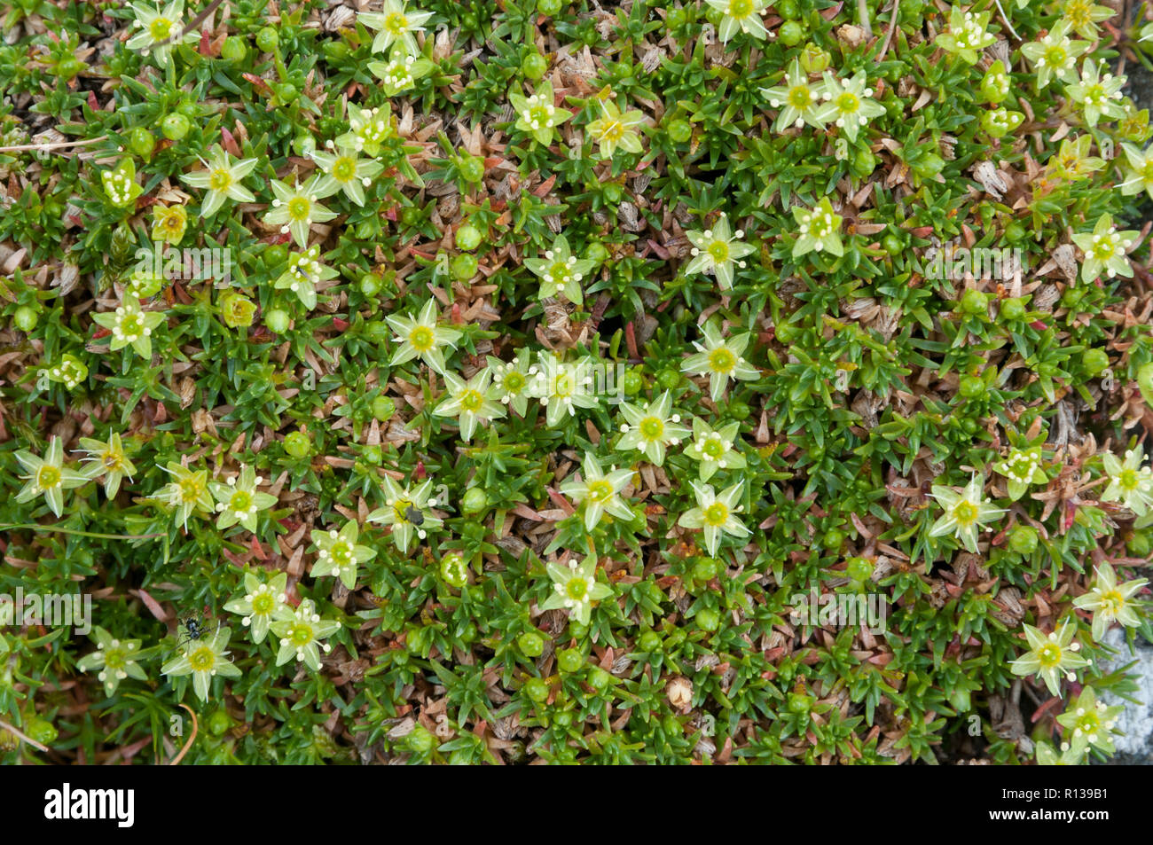 Cyphel (Minuartia sedoides) auf einem Schottischen Mountain Top Stockfoto