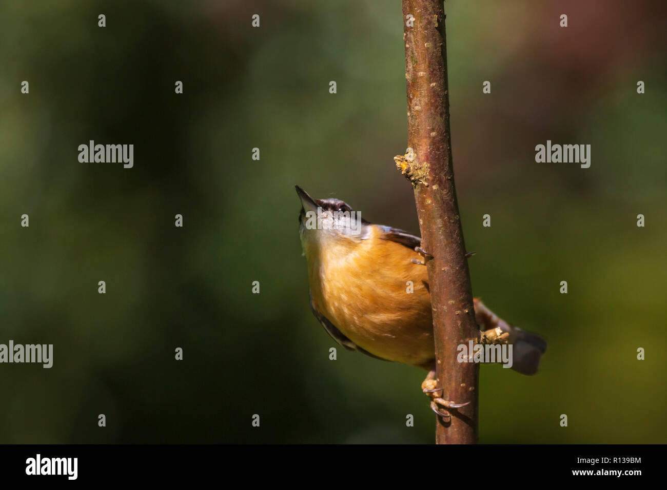 Nahaufnahme von einem eurasischen Kleiber oder Holz Kleiber (Sitta europaea) Vogel auf einem Ast sitzend, Nahrungssuche im Wald. Selektiver Fokus wird verwendet, dunkle backgro Stockfoto